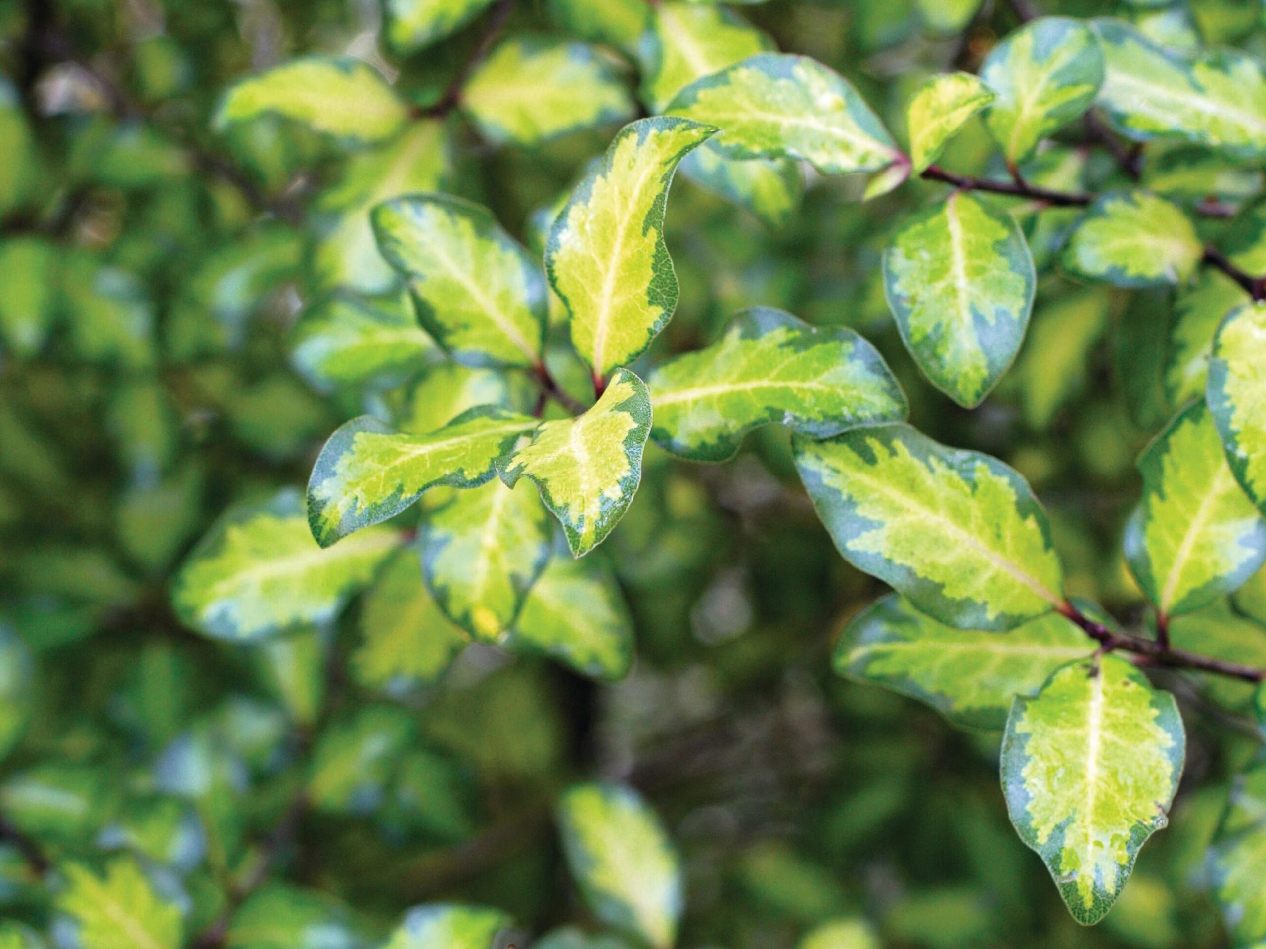 Pittosporum tenuifolium ‘Tandara Gold’ © GAP Photos / Martin Hughes-Jones