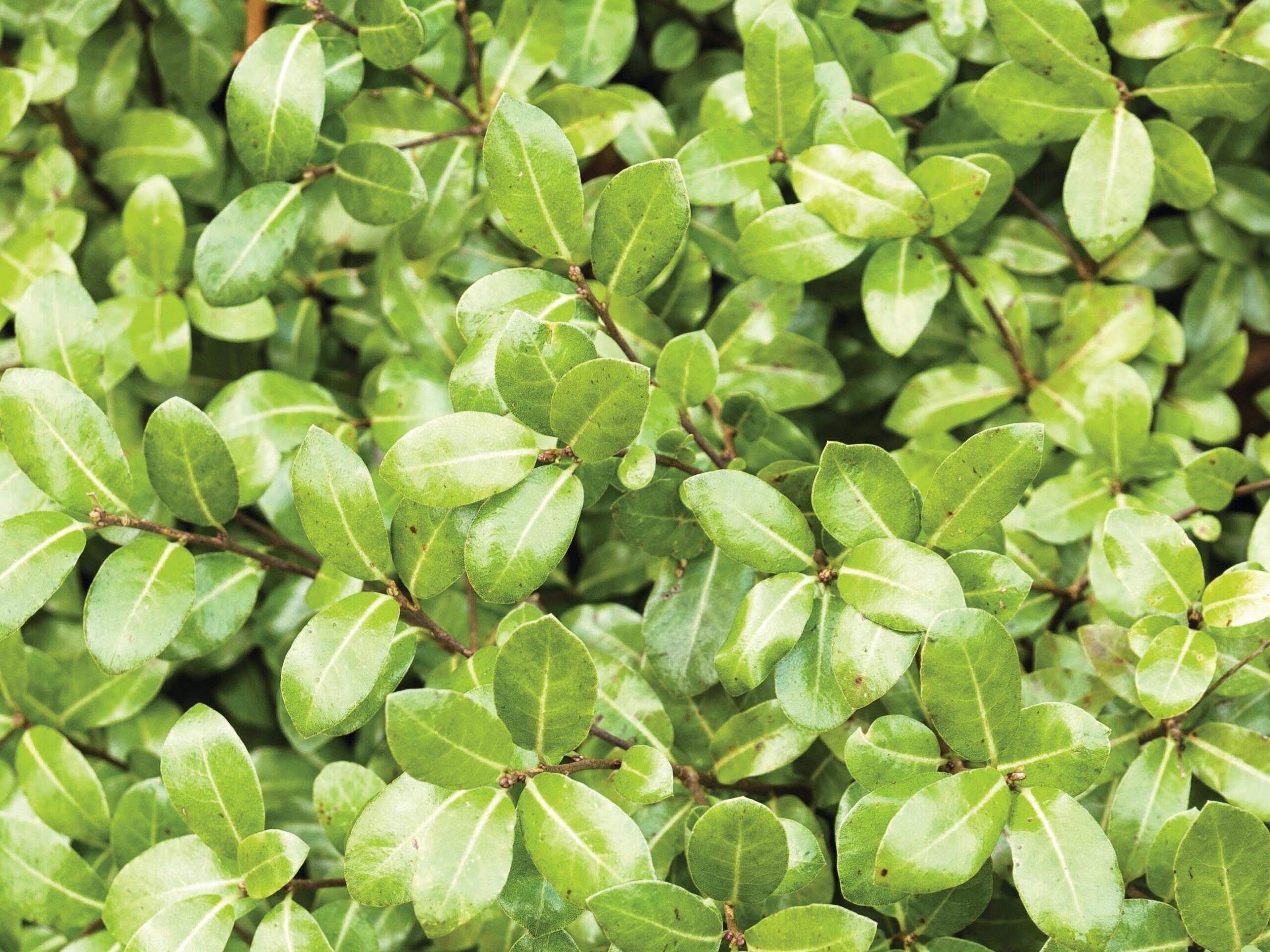 Pittosporum tenuifolium ‘Golf Ball’ © GAP Photos / Carole Drake
