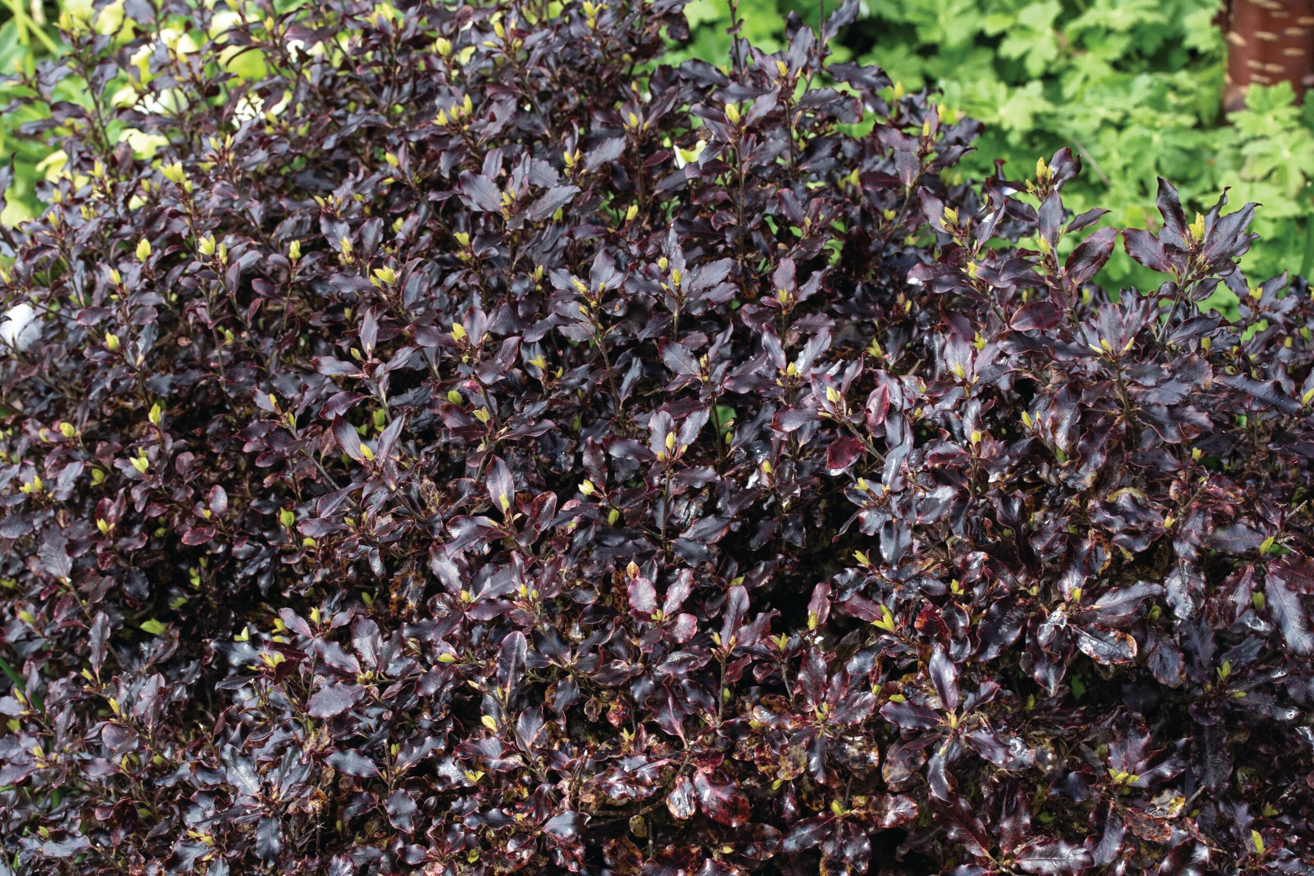 Pittosporum tenuifolium ‘Purpureum’ © GAP Photos / Jenny Lilly