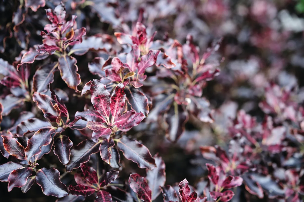 Pittosporum tenuifolium ‘Tom Thumb’ Pittosporum tenuifolium ‘Tom Thumb’