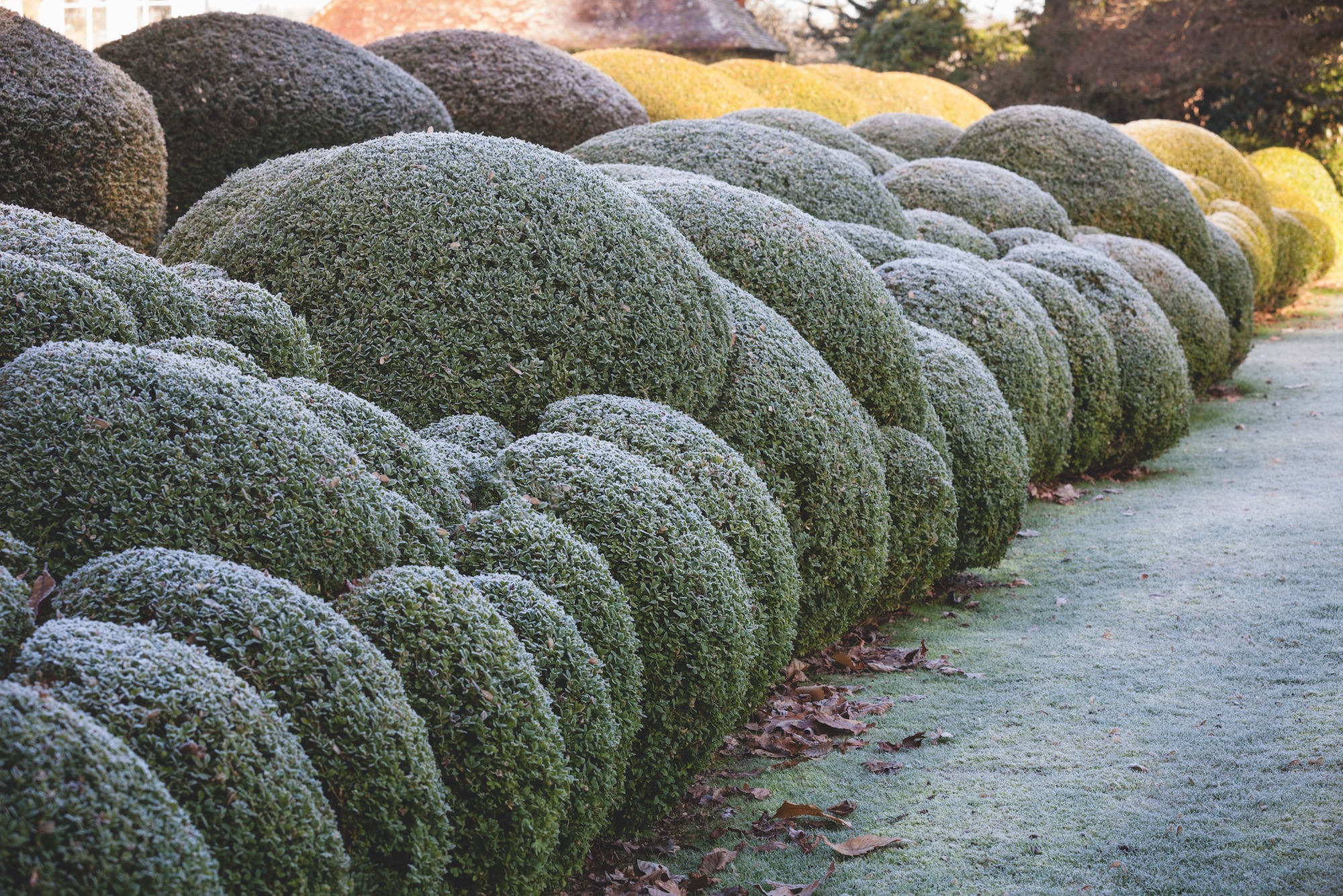 Buxus sempervivens cloud pruned hedge. c. Richard Bloom