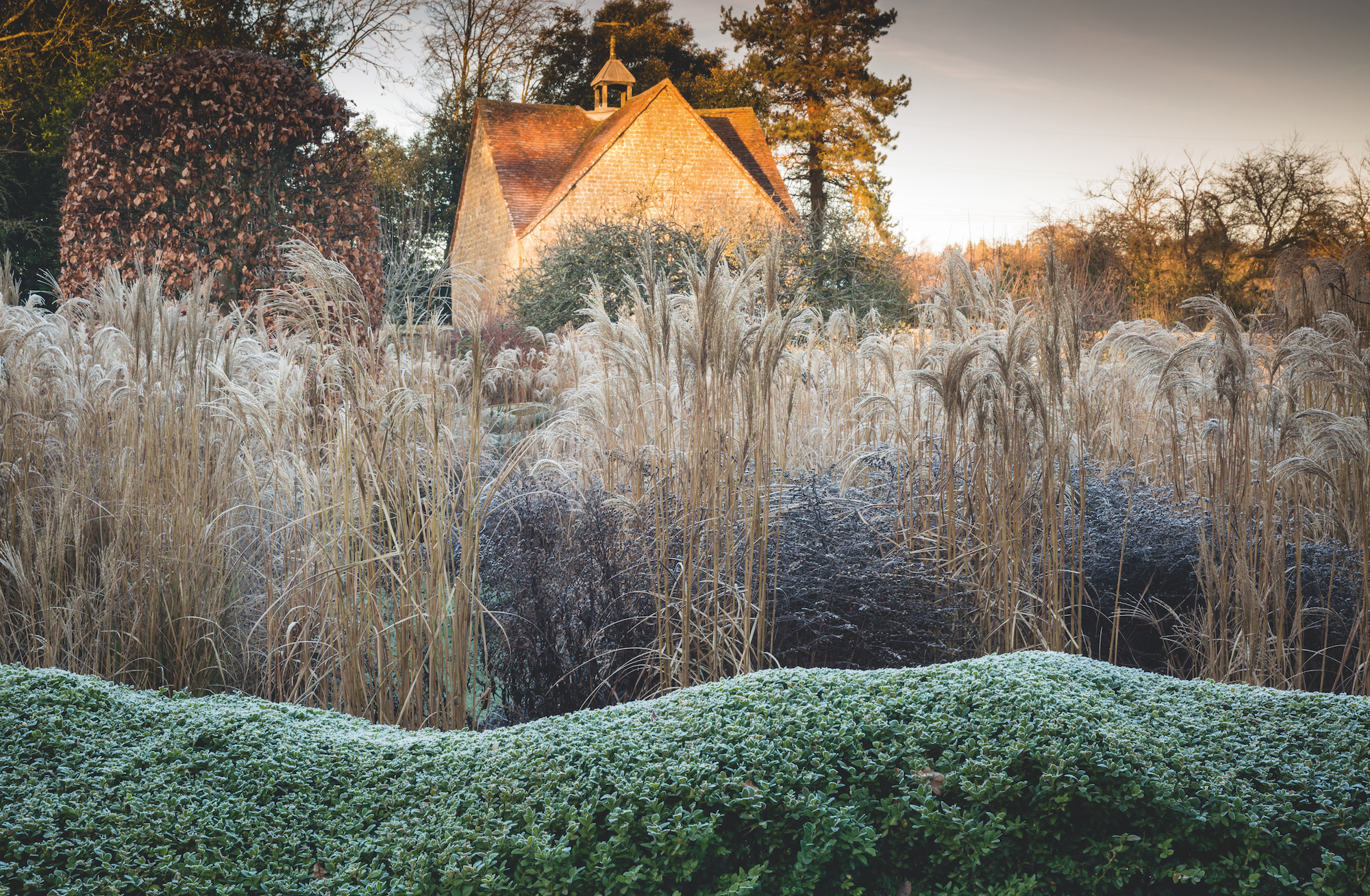 Ornamental grasses. c. Richard Bloom