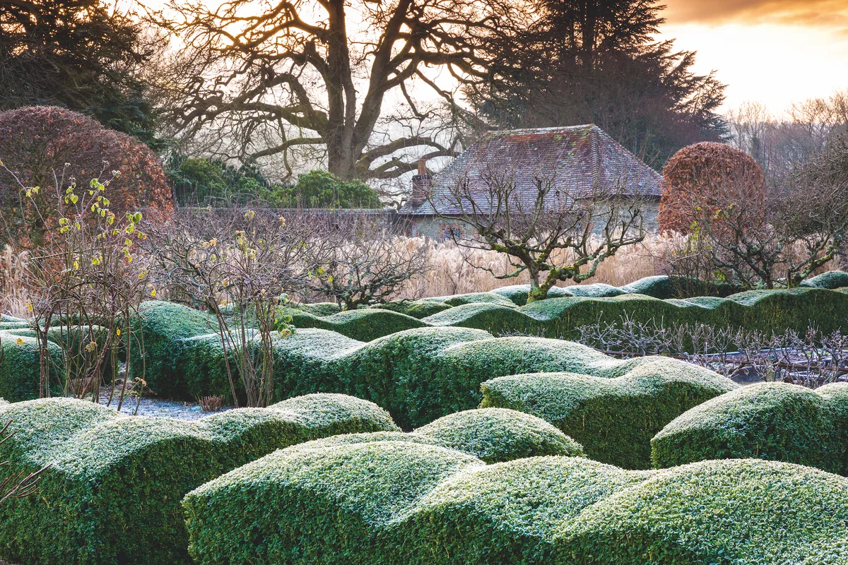 View from within the walled garden across Buxus sempervivens wave hedge with frost. Designed by Arne Maynard. View from within the walled garden across Buxus sempervivens wave hedge with frost. Designed by Arne Maynard.