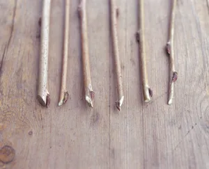 How to cut when you prune How to cut when you prune