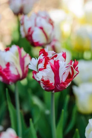 Tulipa ‘Estella Rijnveld’ One of the best of the Parrot tulips, the petals exuberantly ruffled in red and white. Raised in the Netherlands in 1954 by Dr de Mol and named after his wife. Flowers in May. 55cm. RHS H6, USDA 3a-8b. Tulipa ‘Estella Rijnveld’ One of the best of the Parrot tulips, the petals exuberantly ruffled in red and white. Raised in the Netherlands in 1954 by Dr de Mol and named after his wife. Flowers in May. 55cm. RHS H6, USDA 3a-8b.