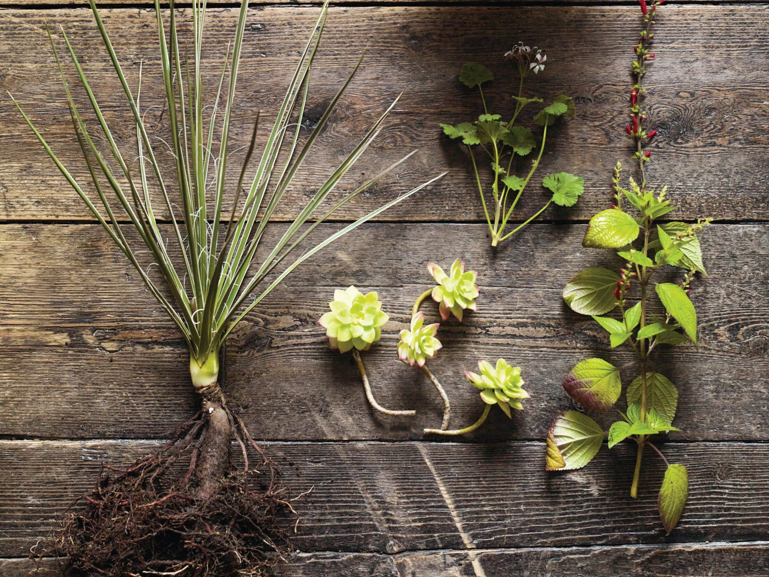 Plants on table
