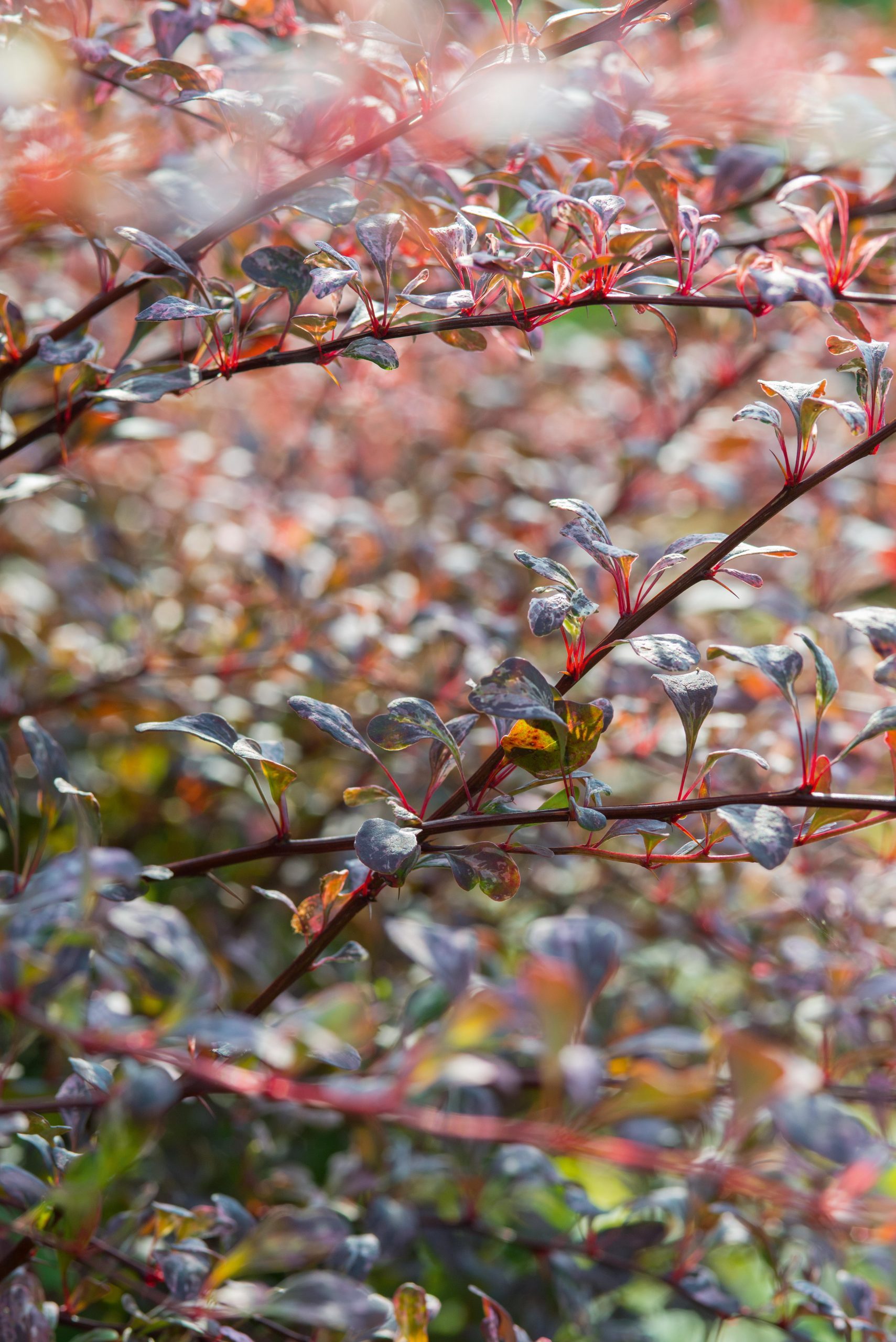 September plants and flowers: Berberis thunbergii f. atropurpurea ‘Rose Glow’