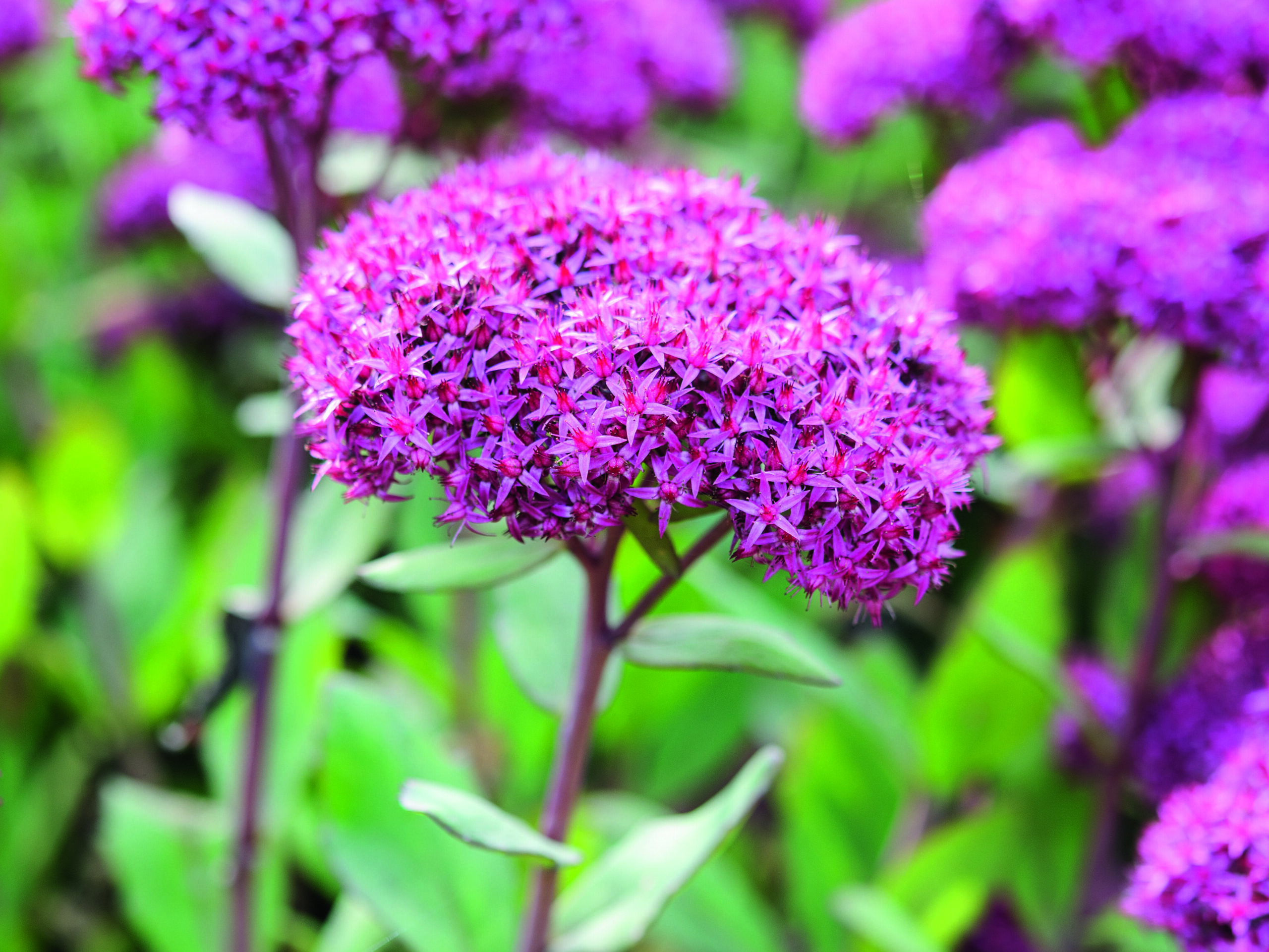 Sedum 'Mr Goodbud' © Jason Ingram