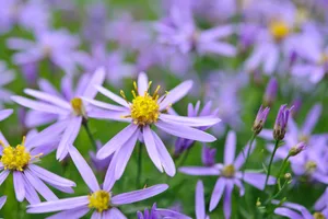 Aster sedifolius 'Nanus' Aster sedifolius 'Nanus'
