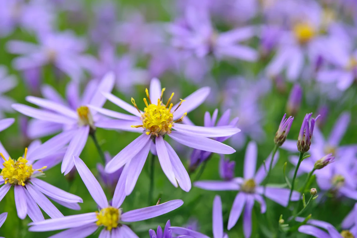 Aster sedifolius 'Nanus' Aster sedifolius 'Nanus'