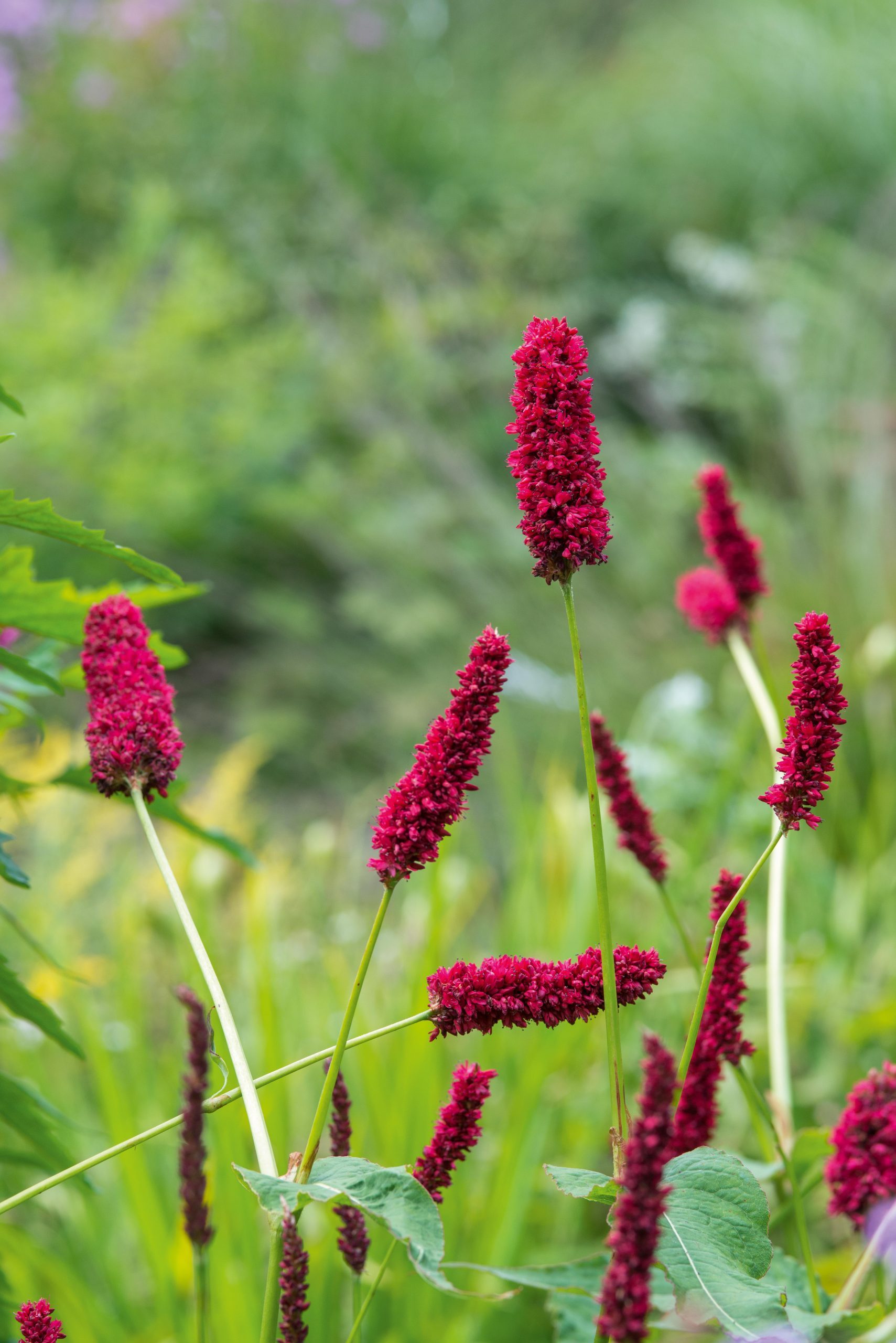 September plants and flowers: Persicaria amplexicaulis ‘Black Adder’