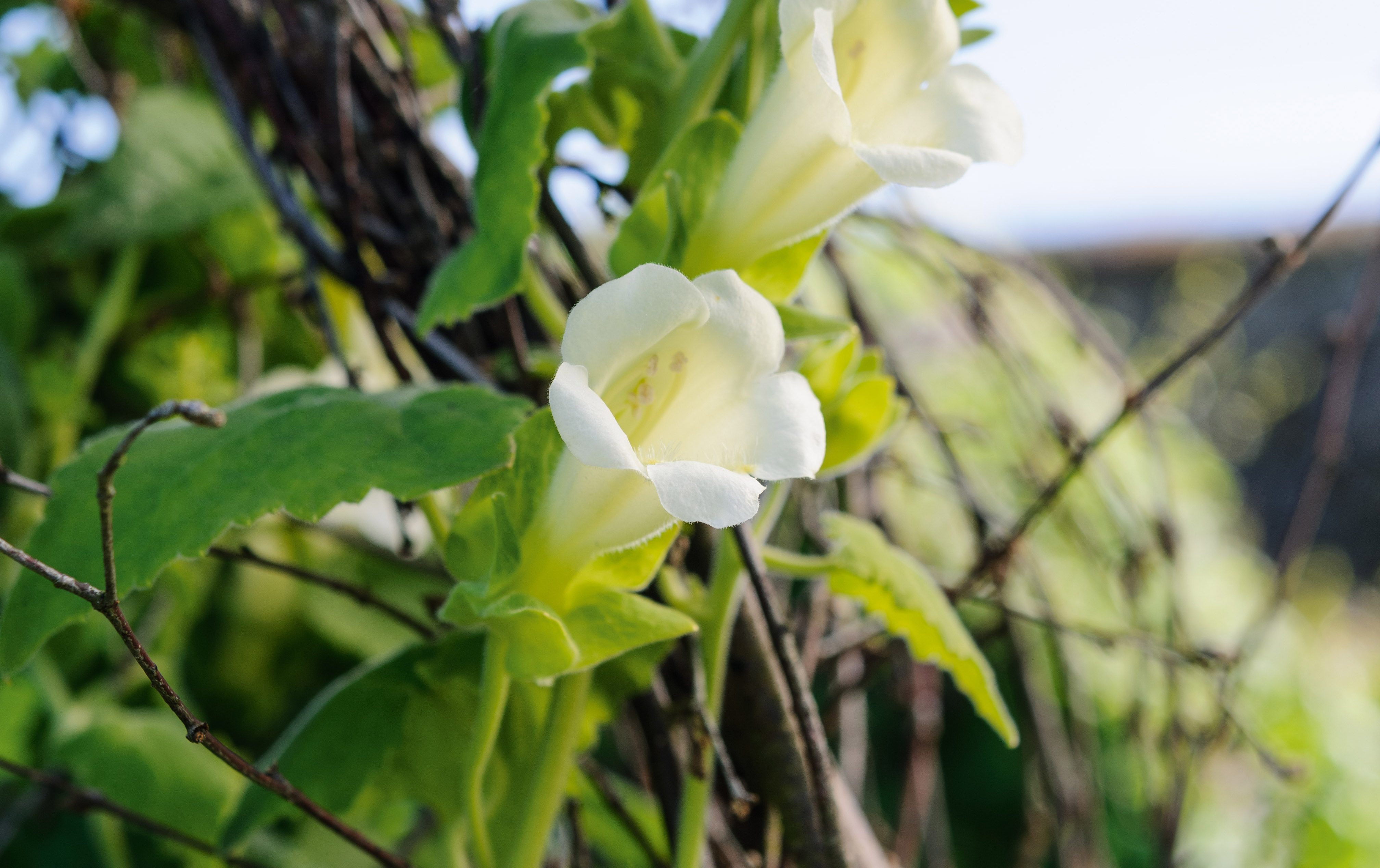  September plants and flowers: Maurandya 'Bridal Bouquet'