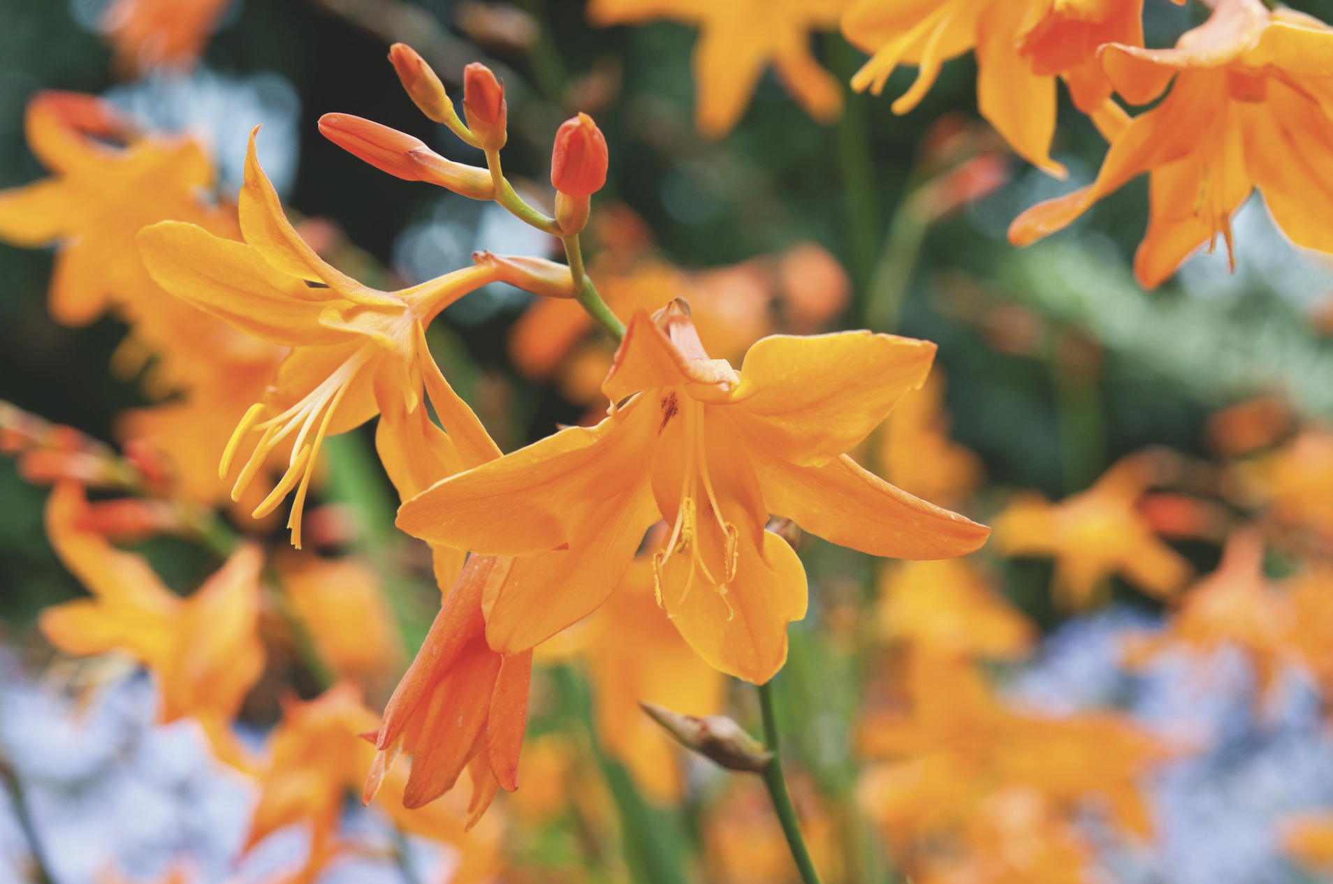 Crocosmia x crocosmiiflora ‘Star of the East’