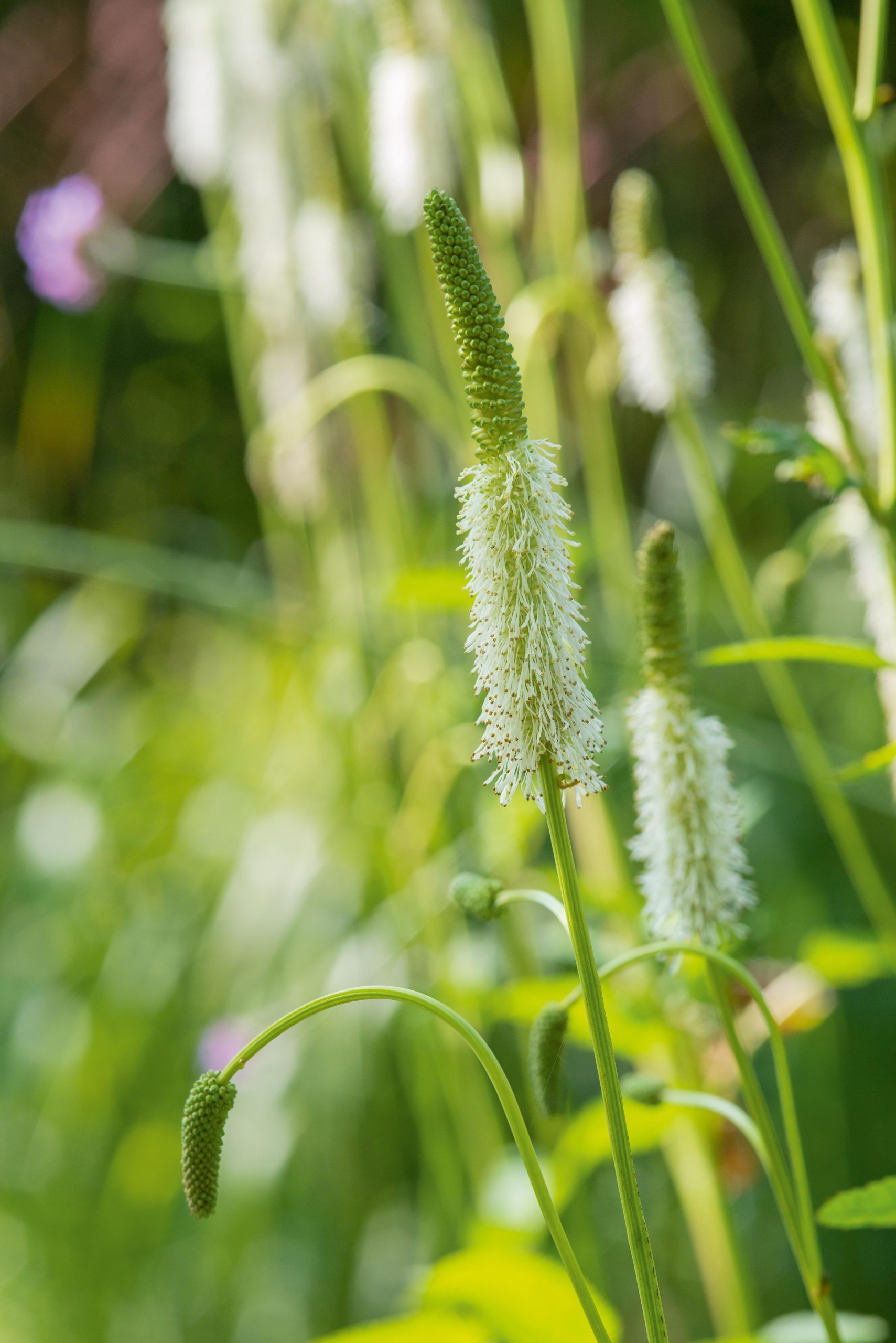 September plants and flowers: Sanguisorba canadensis