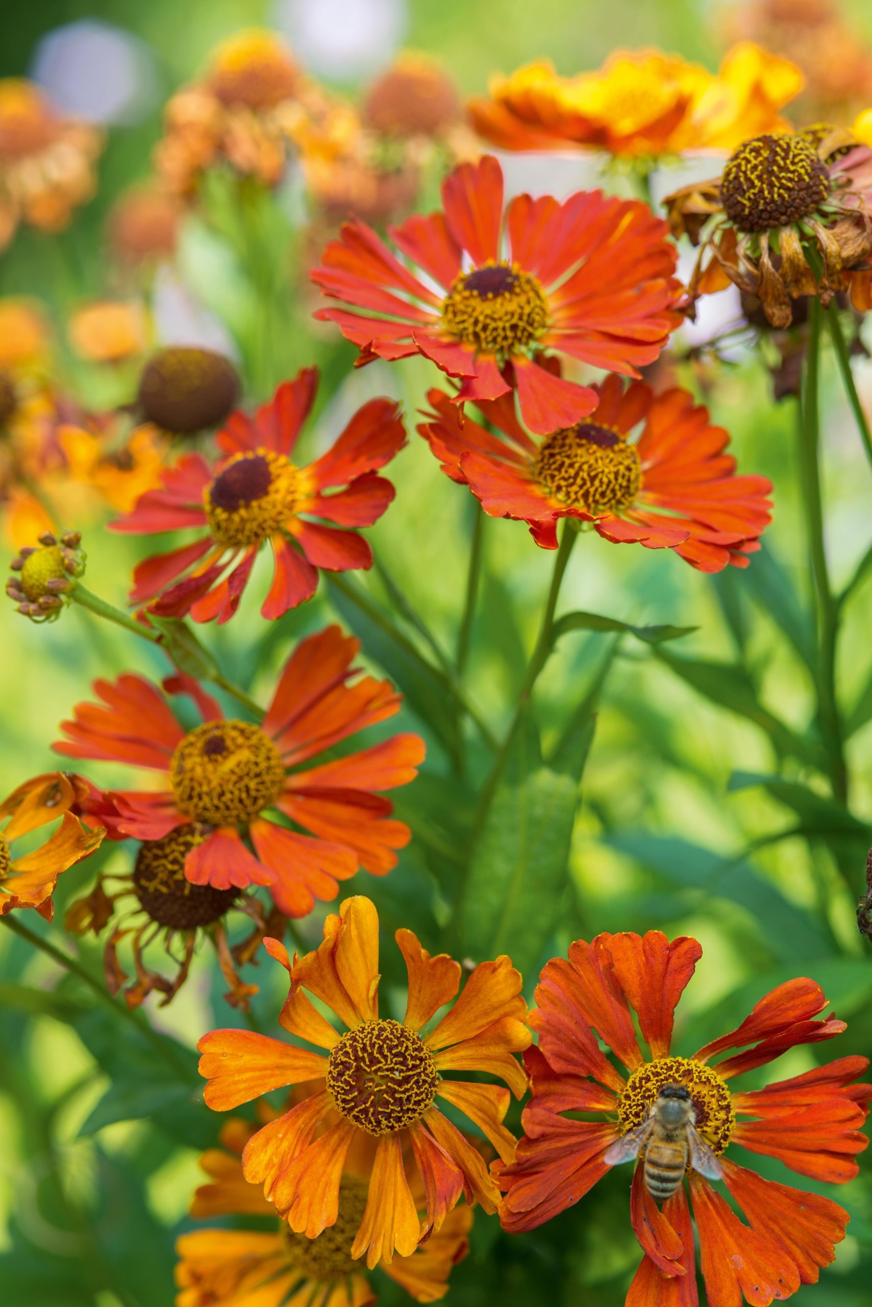 September plants and flowers: Helenium ‘Little Orange’