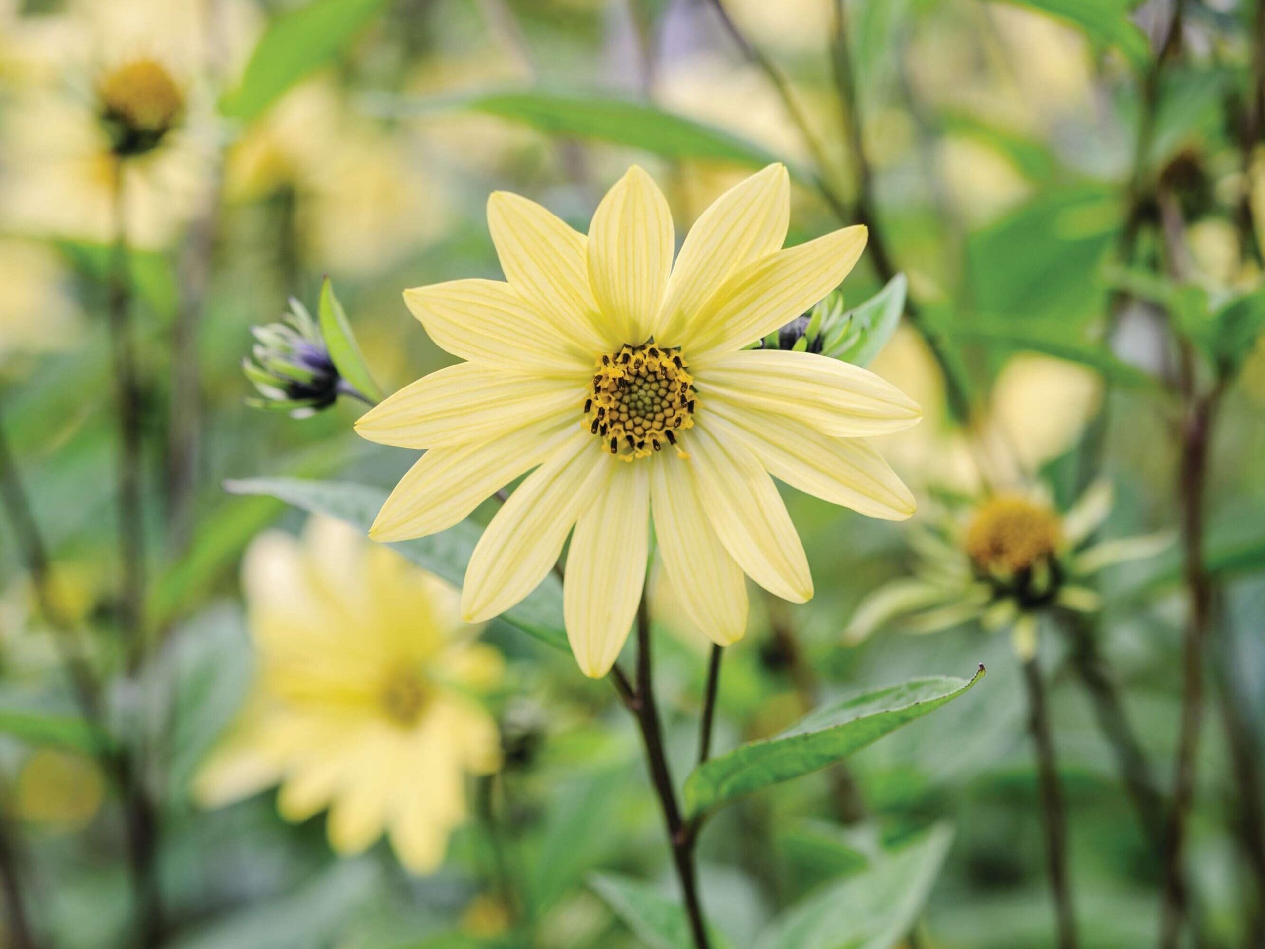 Helianthus 'Carine'