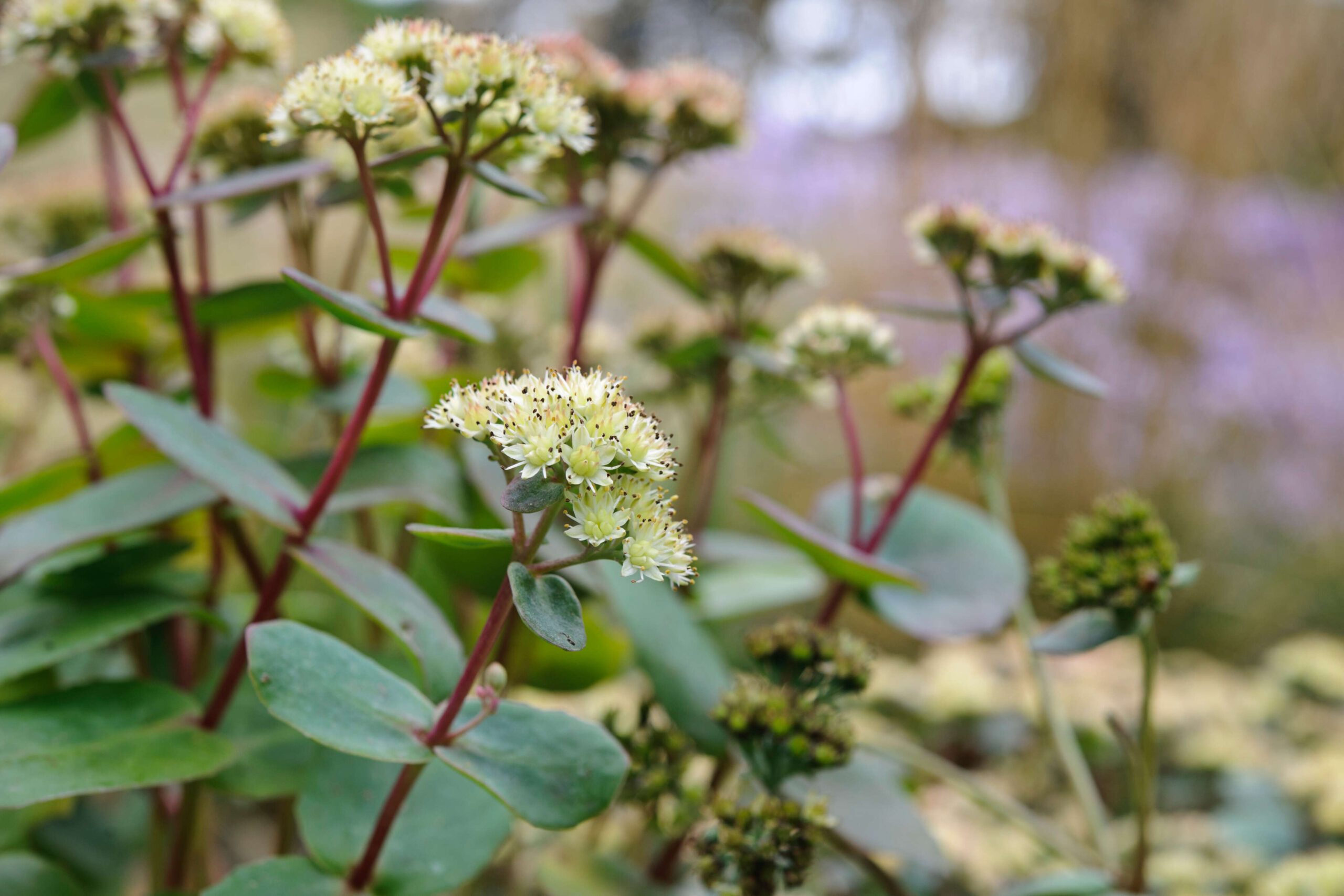 Sedum telephium subsp. ruprechtii