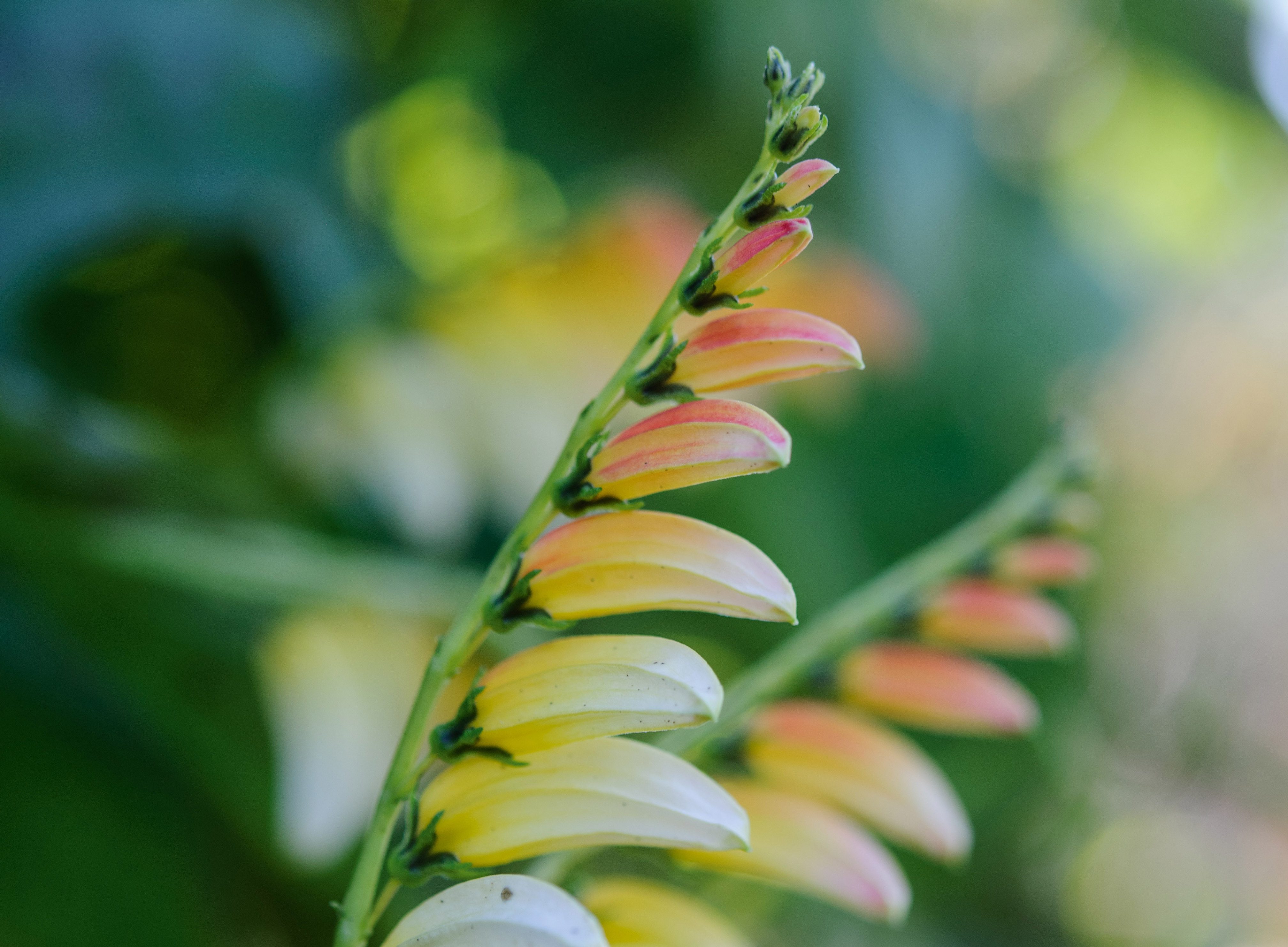 September plants and flowers: Ipomoea lobata ‘Citrina’