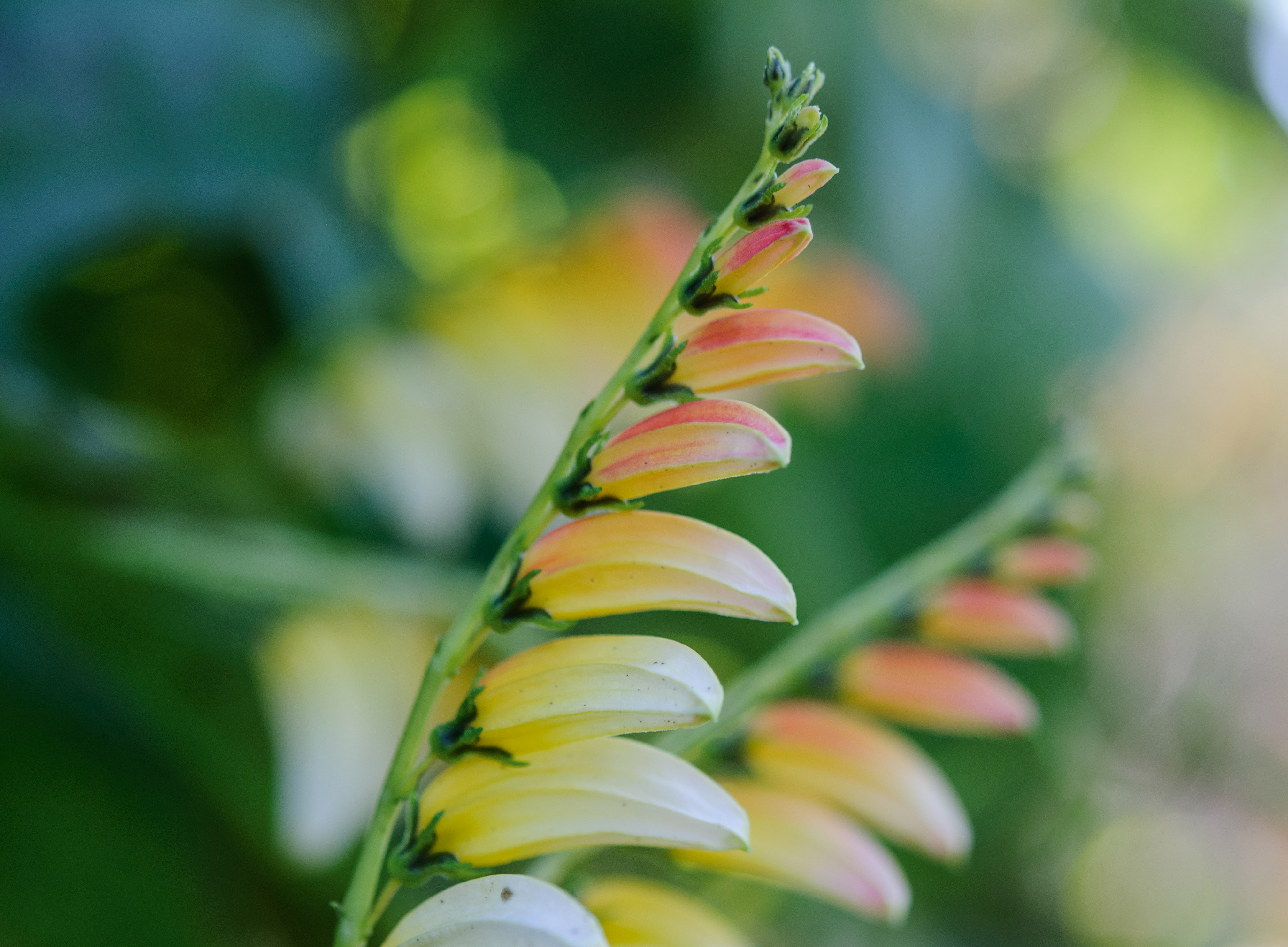 September plants and flowers: Ipomoea lobata ‘Citrina’