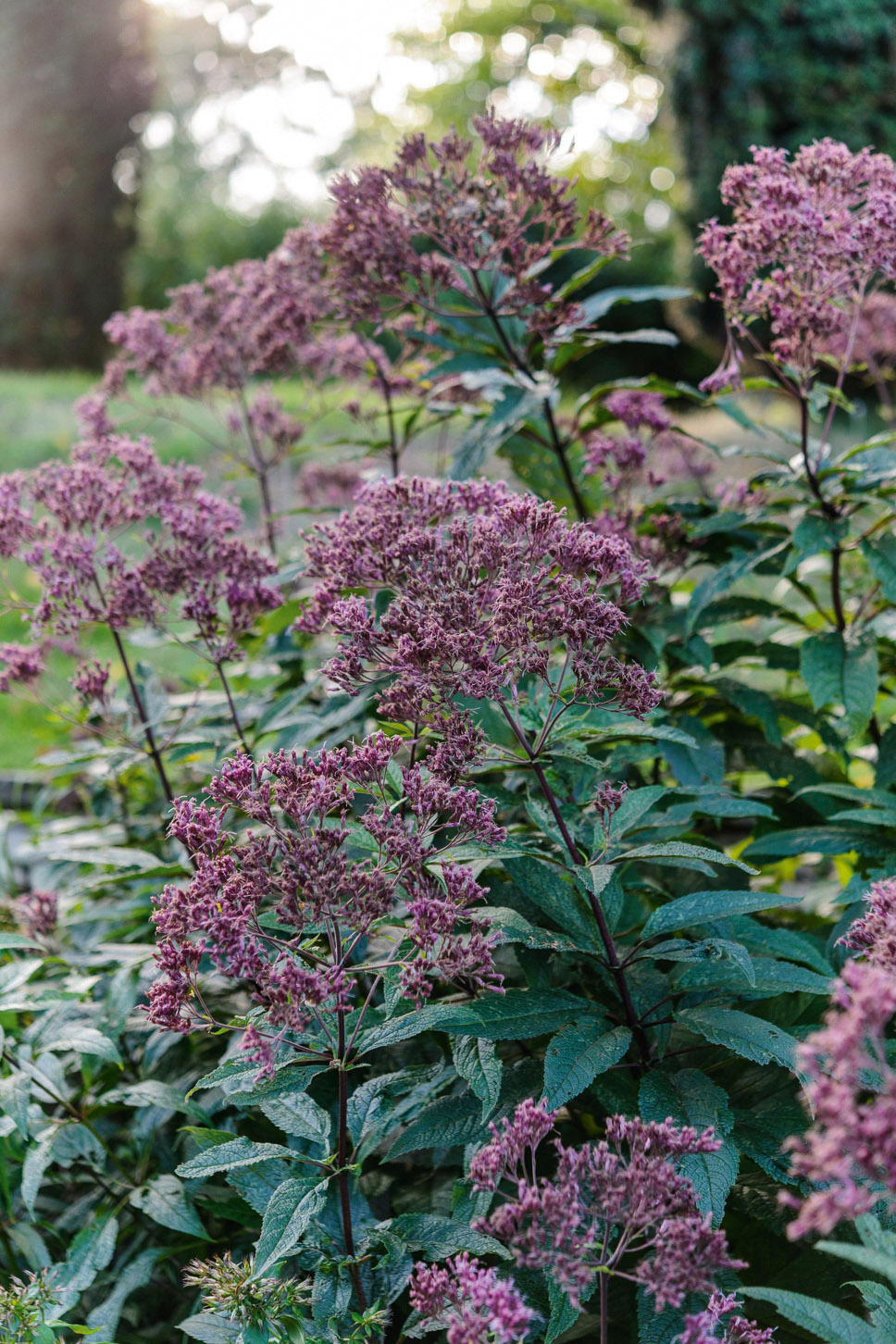 Eupatorium maculatum Atropurpureum Group 