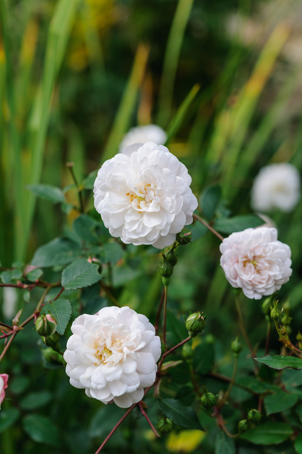 Rosa ‘Seafoam’