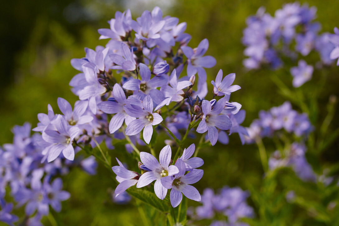 Campanula lactiflora ‘Prichard’s Variety’ ­
