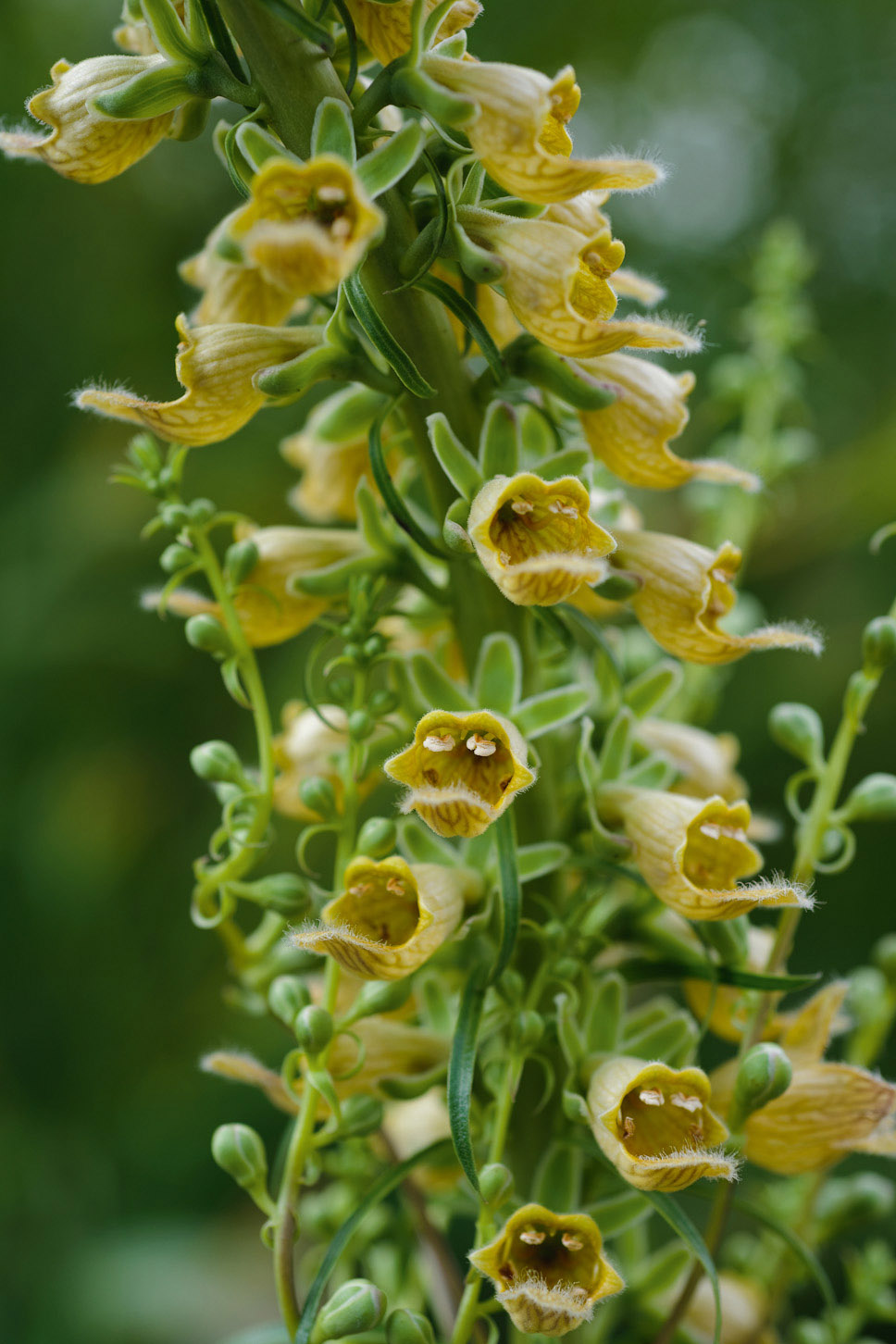 Digitalis ferruginea 