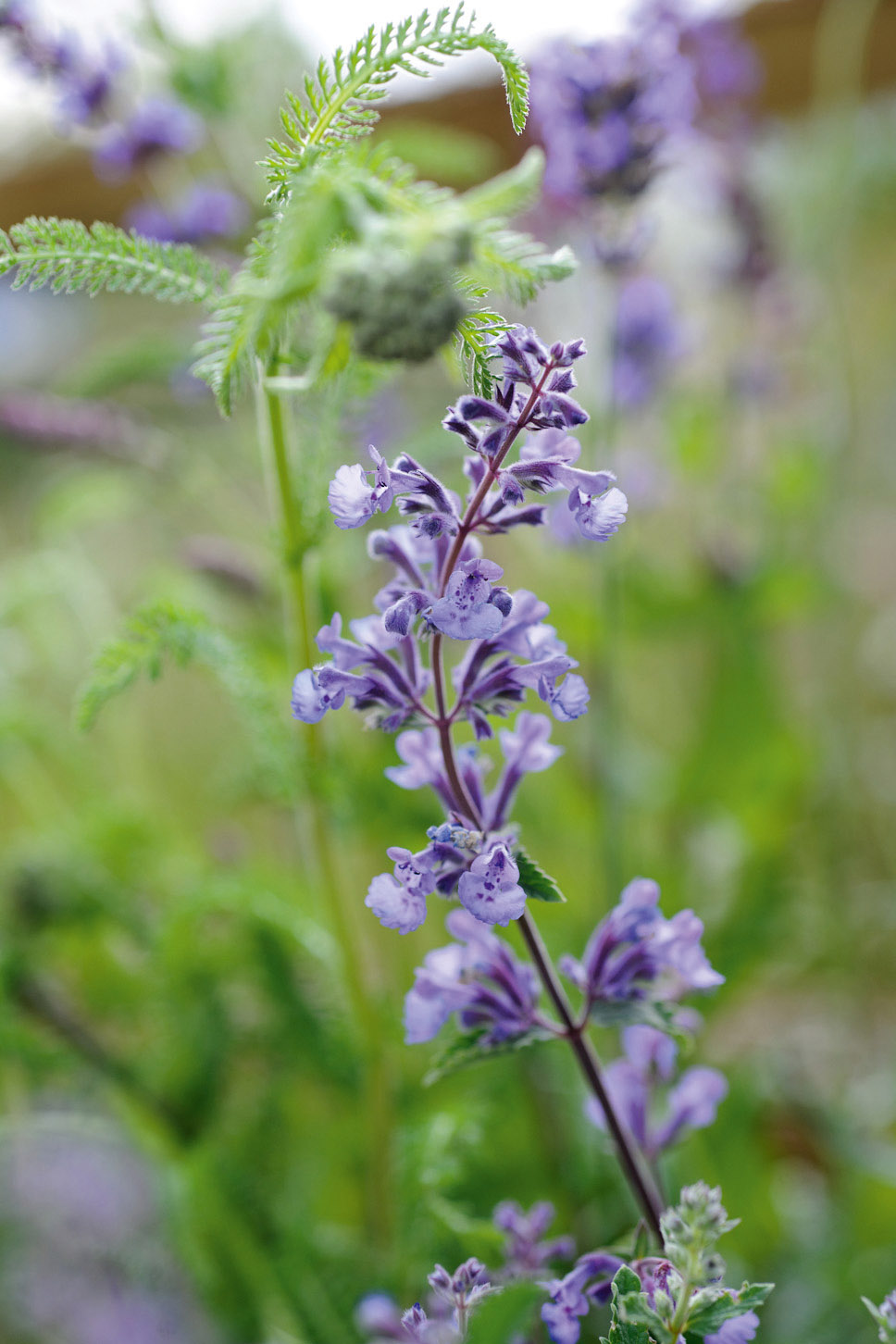 Nepeta racemosa ‘Walkers Low’ 