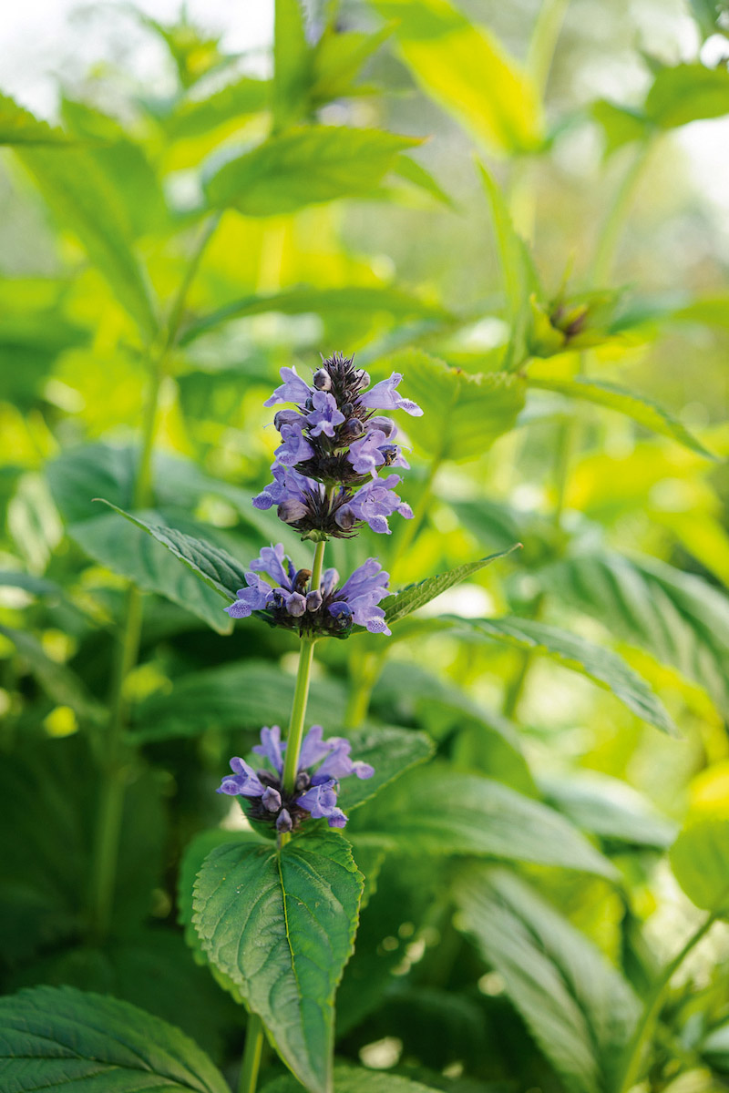 Nepeta kubanica