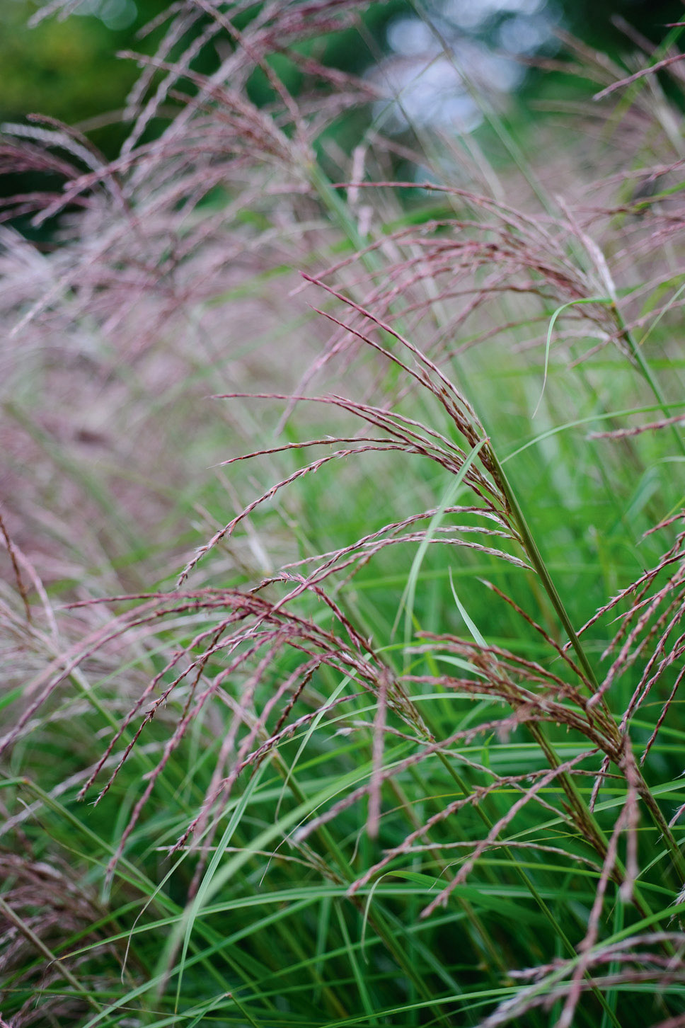 Miscanthus sinensis ‘Flamingo’ 