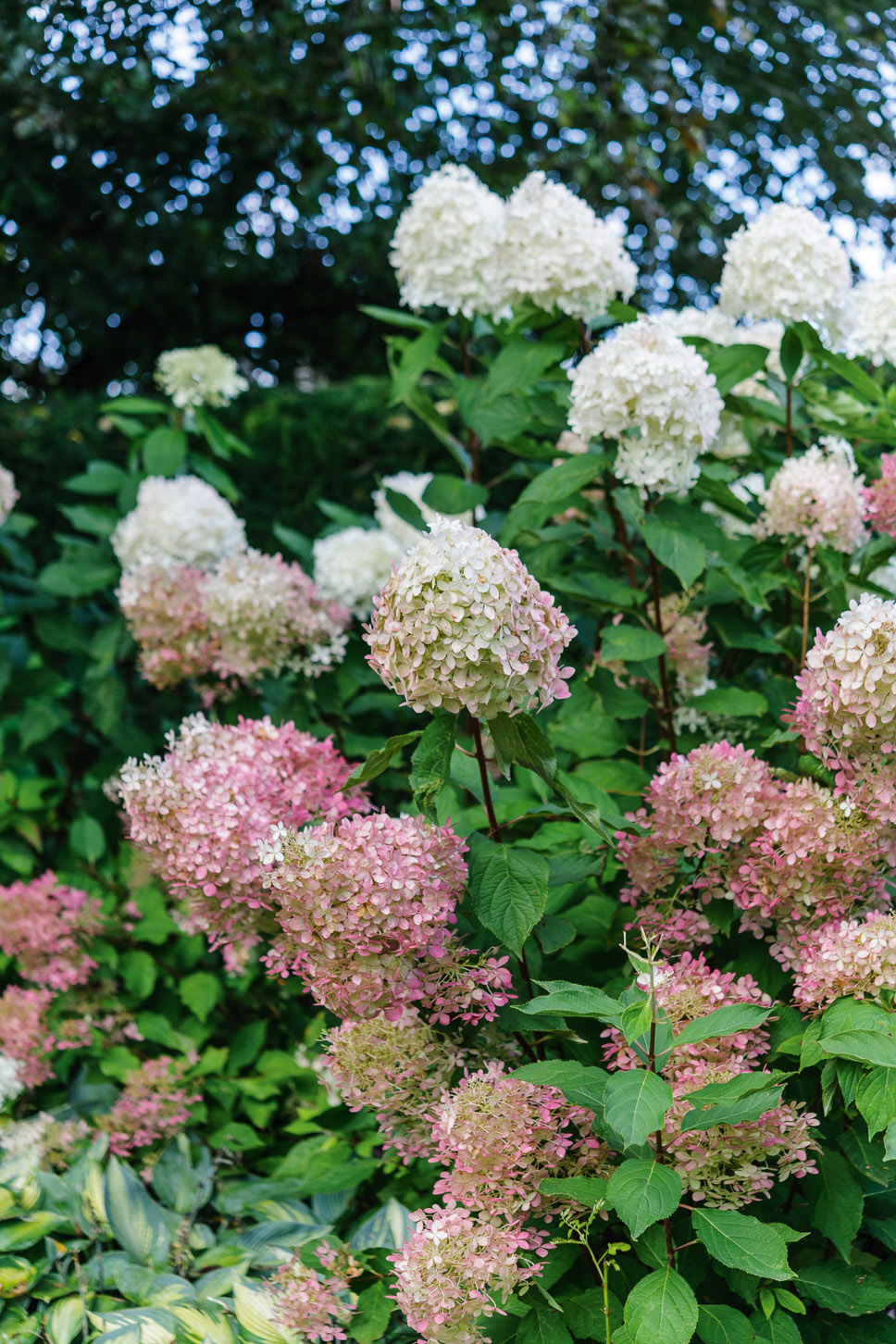 Hydrangea paniculata