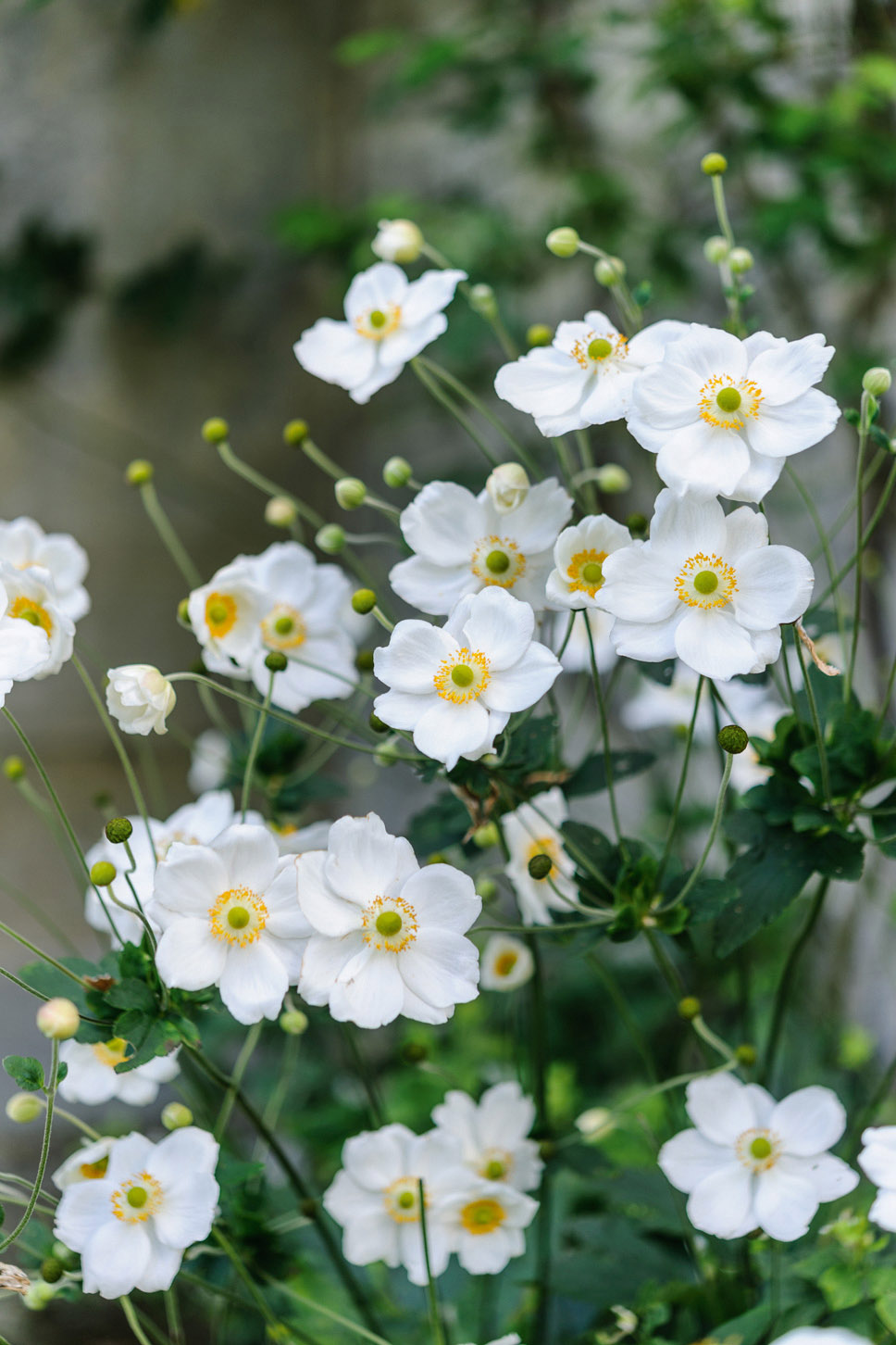 Anemone x hybrida ‘Honorine Jobert’
