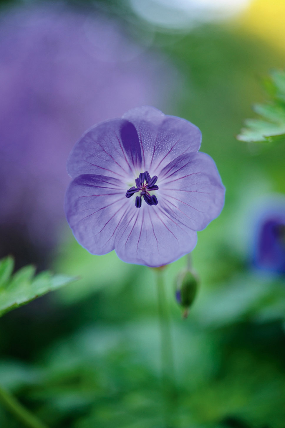 Geranium ‘Lilac Ice’ 