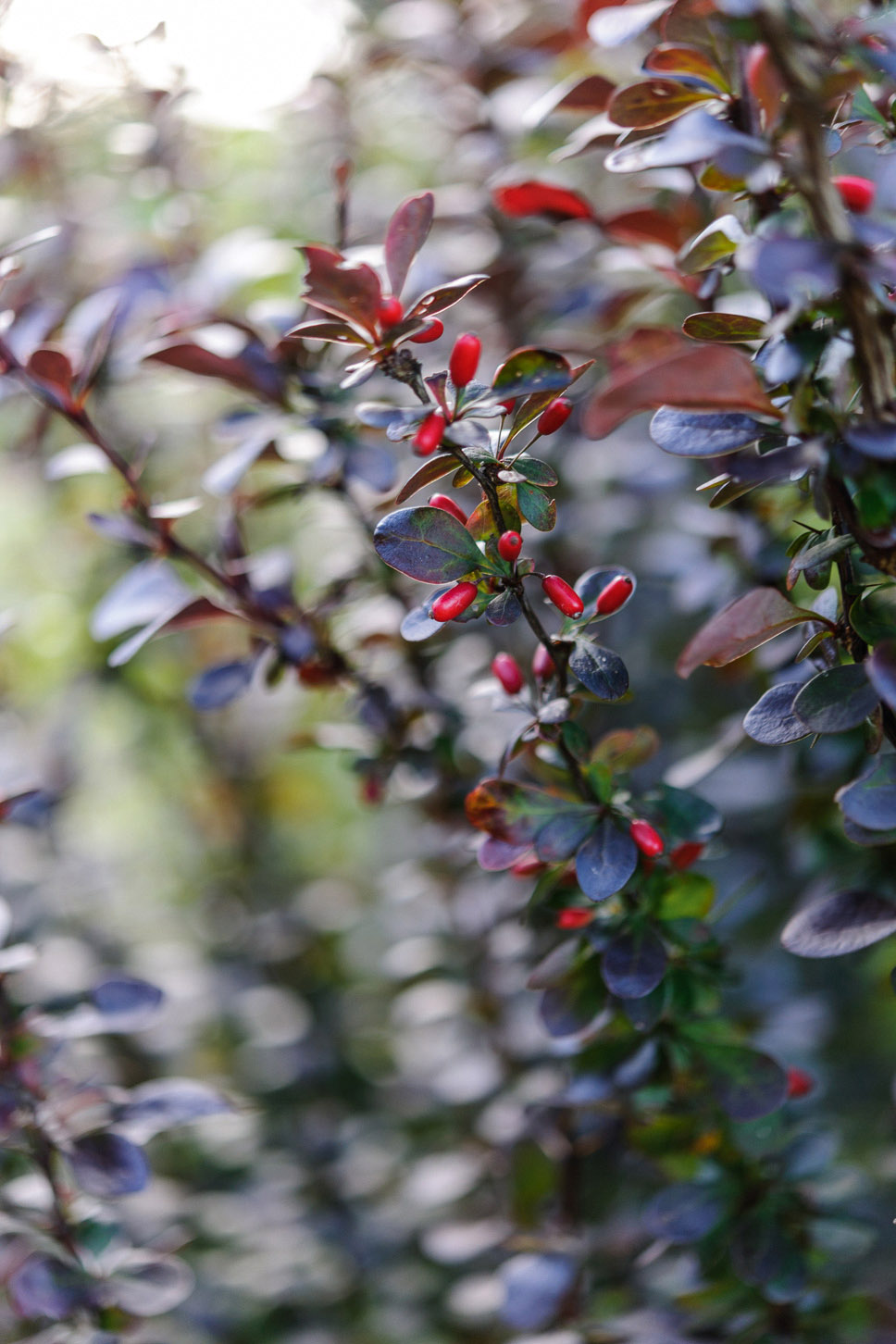 Berberis thunbergii f. atropurpurea ‘Red Pillar’