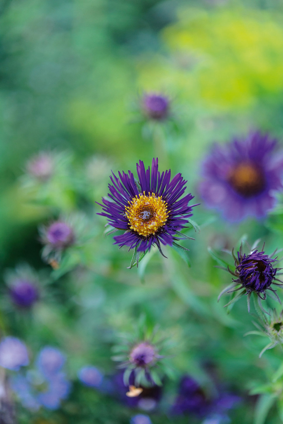 Symphyotrichum novae-angliae ‘Barr’s Blue’ 