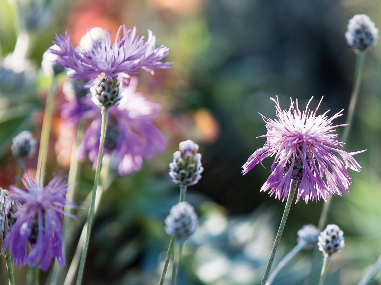 Purple flower