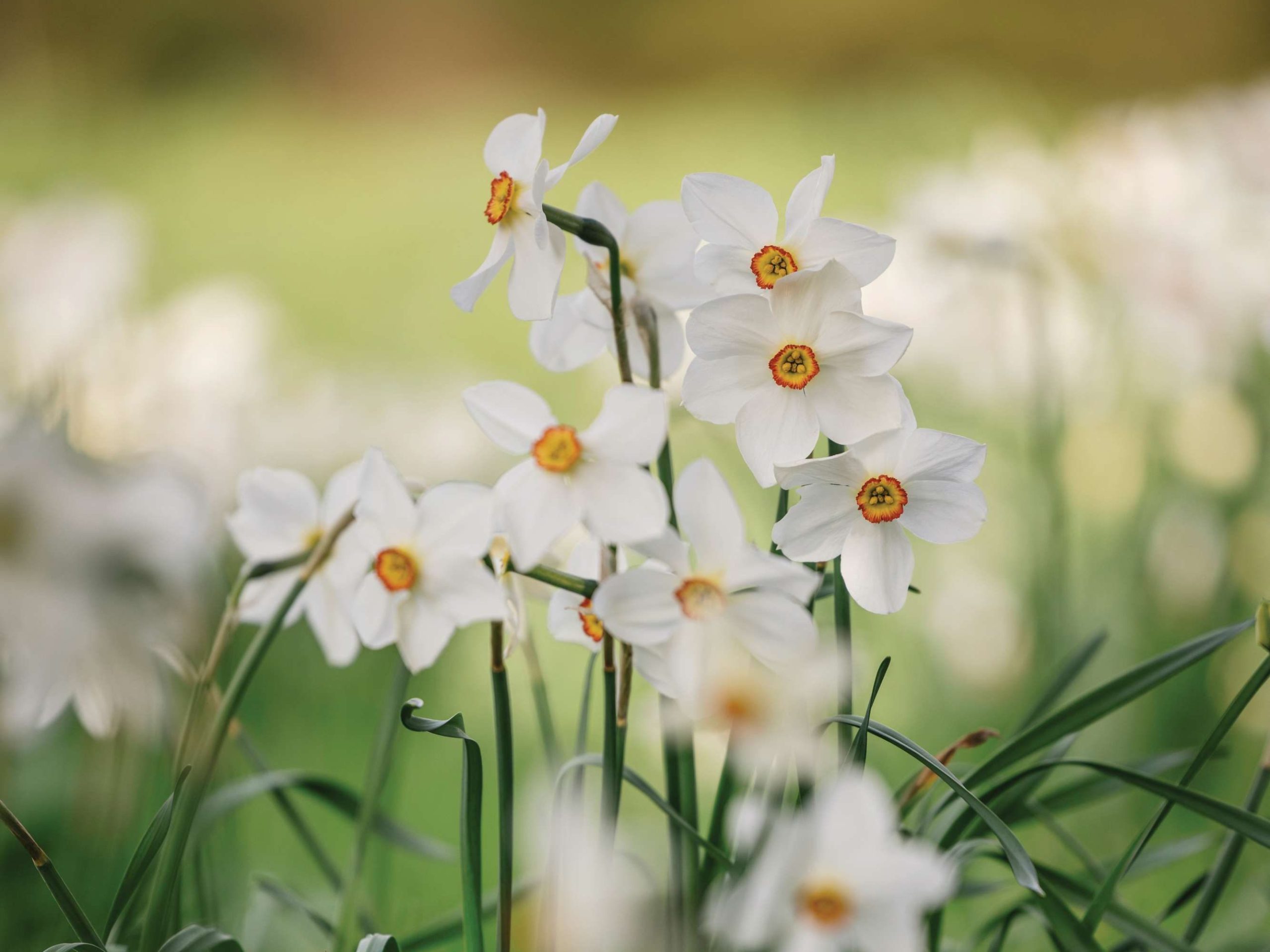 White daffodil 