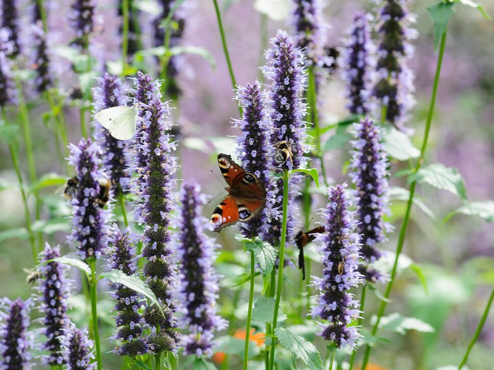 Agastache 'Black Adder'. Photo: Jason Ingram