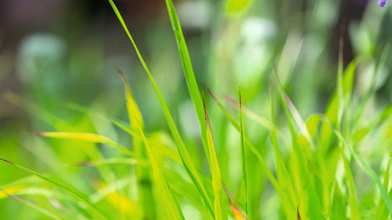 Grasses 
