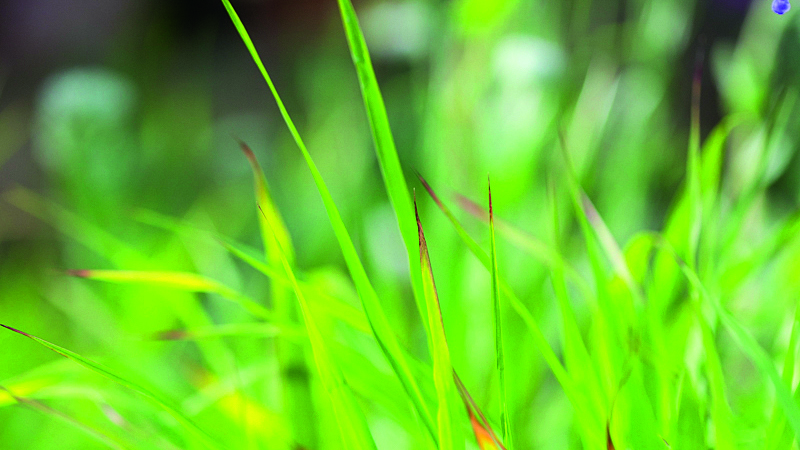 Grasses