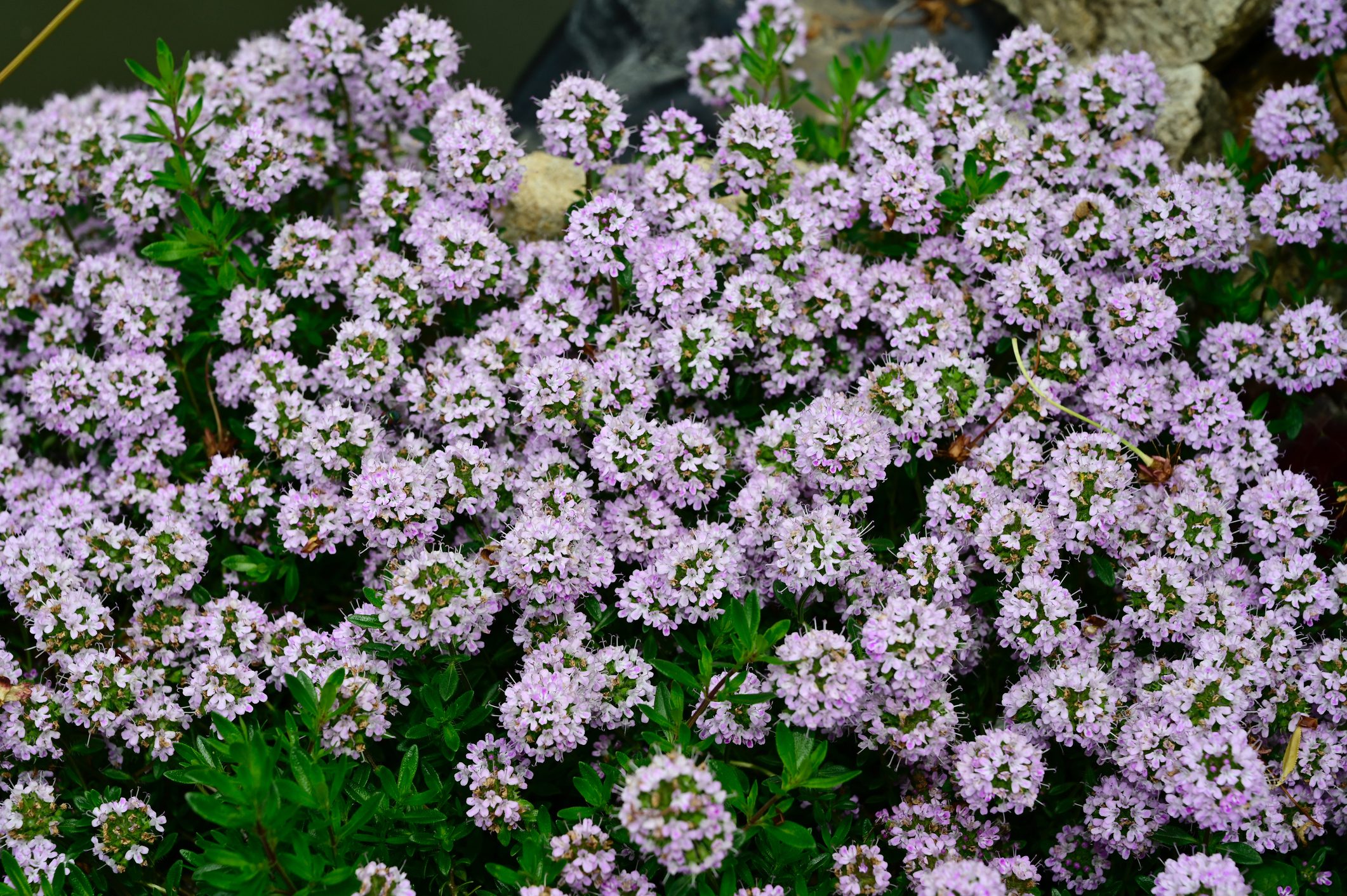 Thymus ‘Jekka’