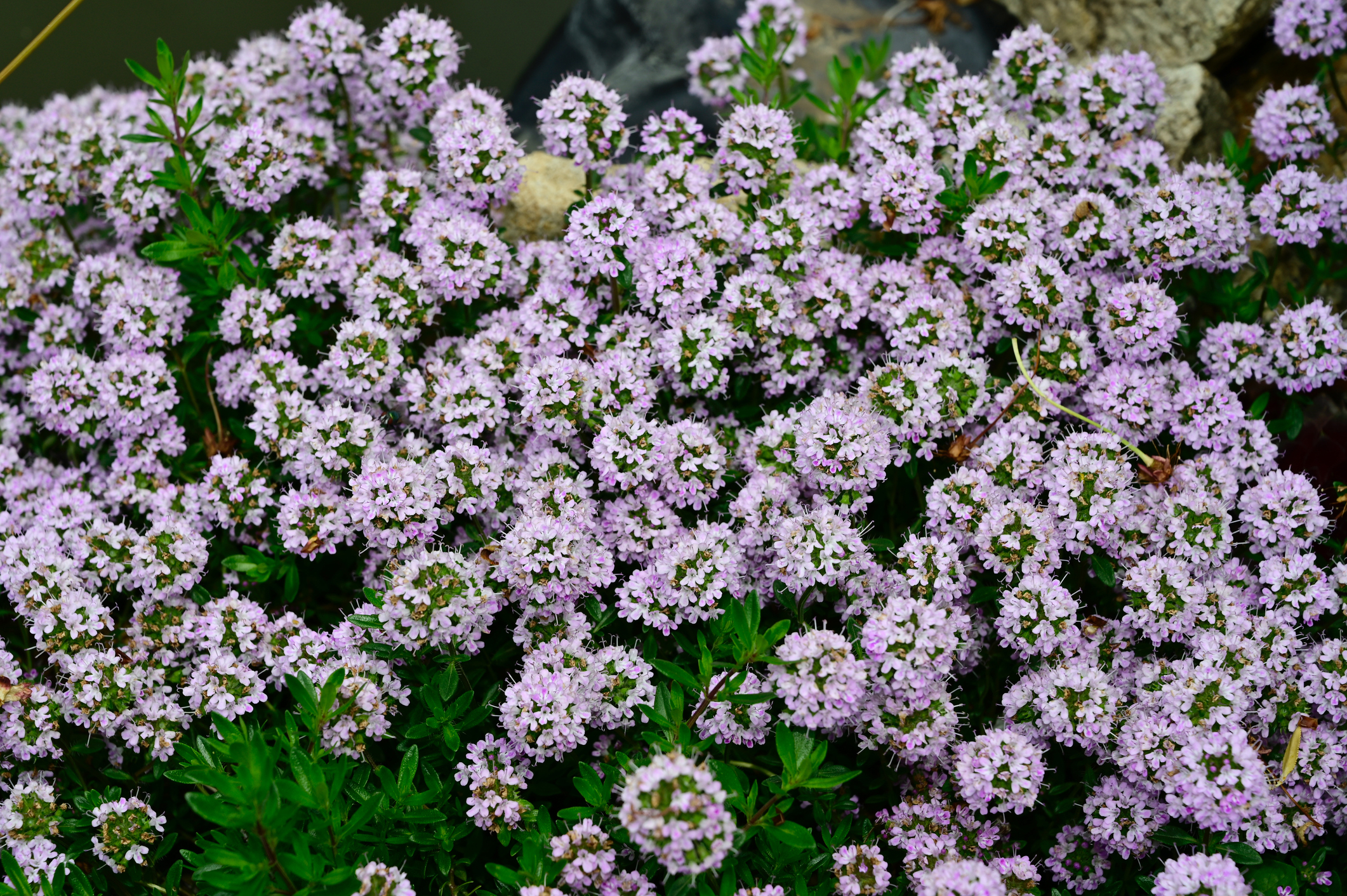 Thymus ‘Jekka’