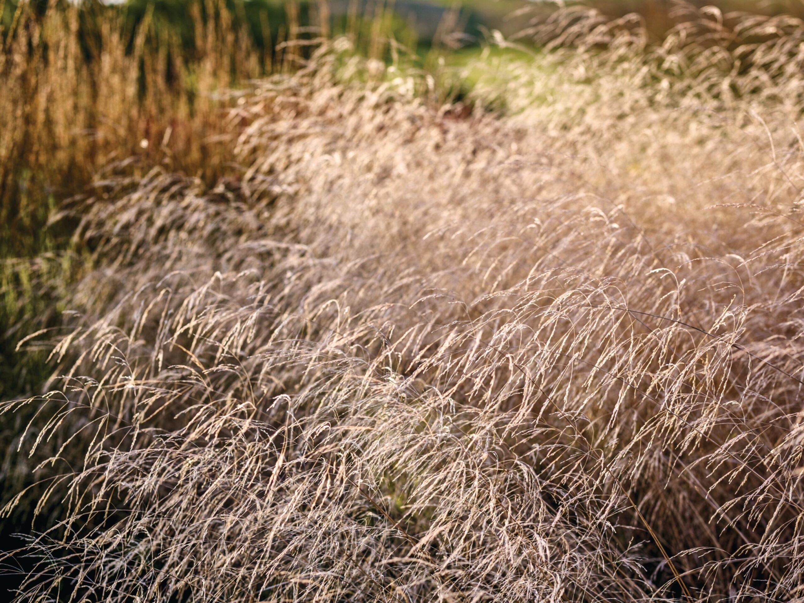 Deschampsia cespitosa ‘Goldtau’