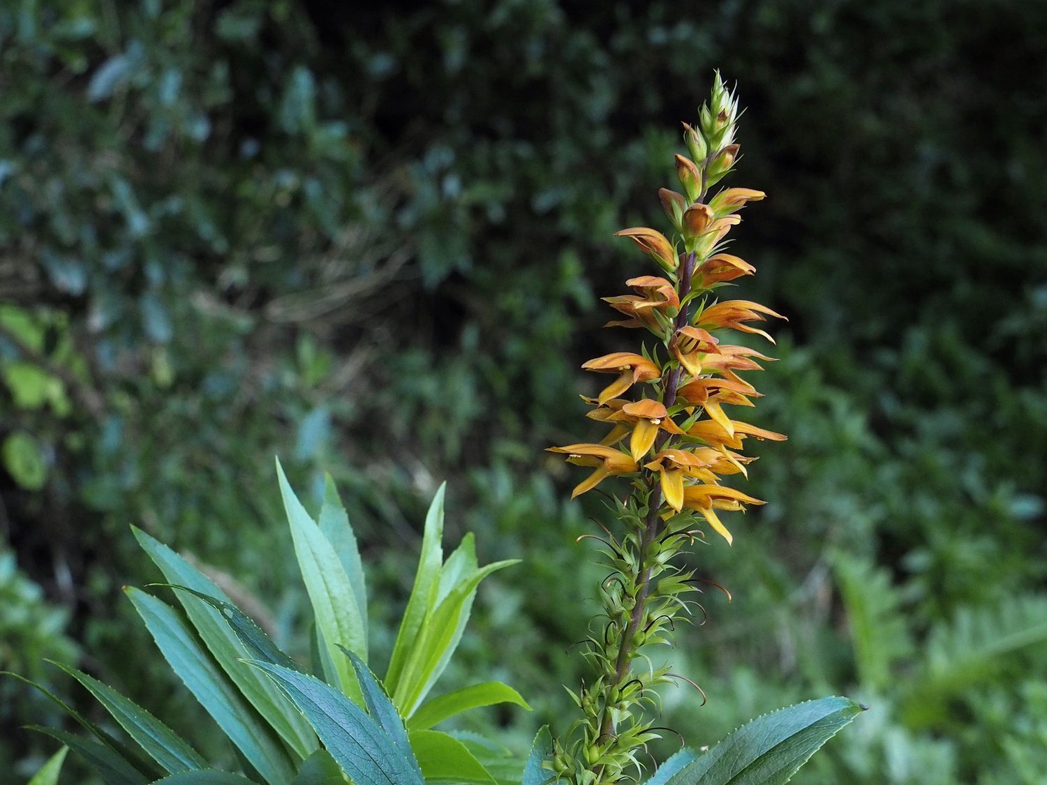 An evergreen shrub from the Canary Islands
