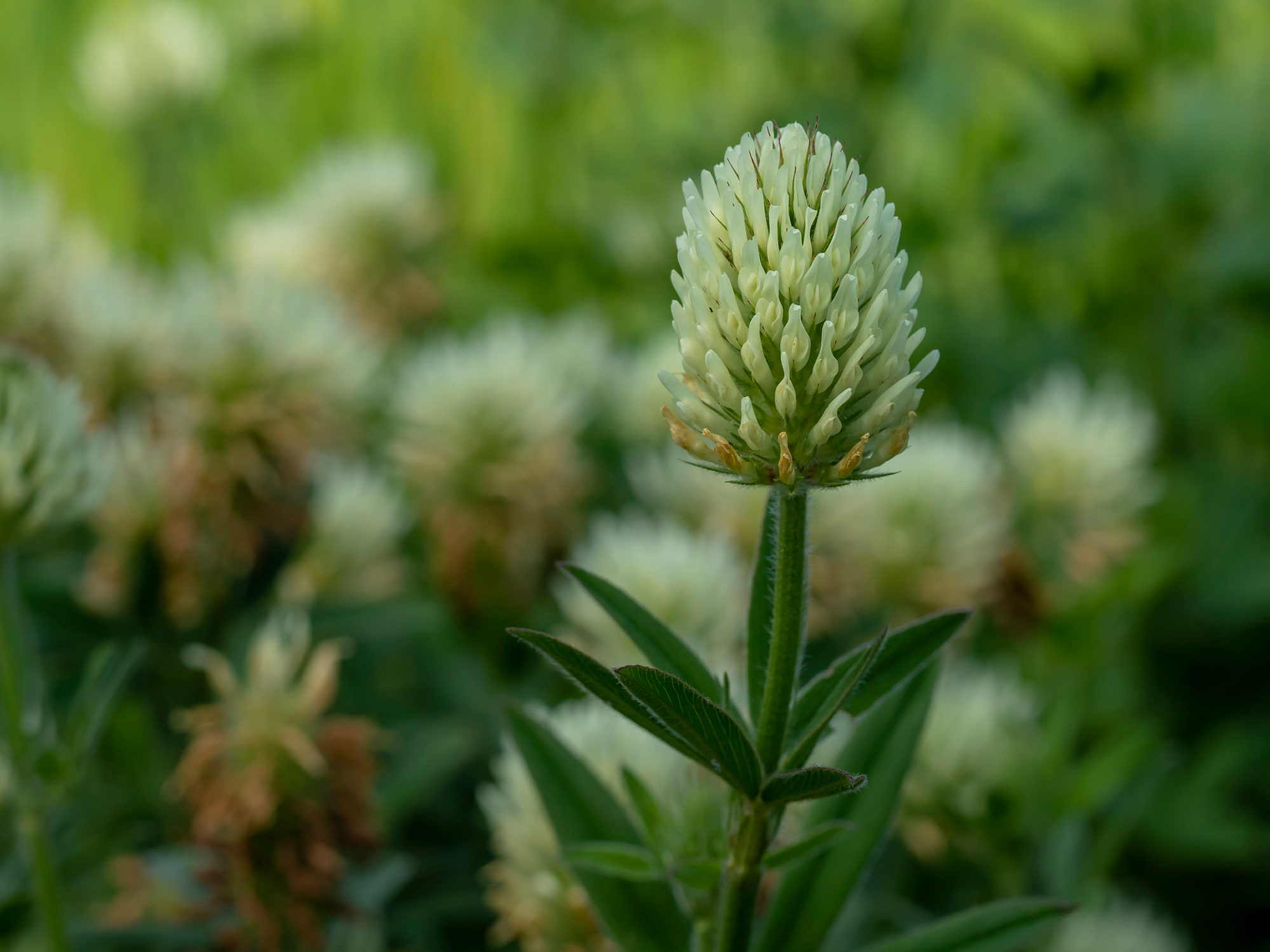 White flower