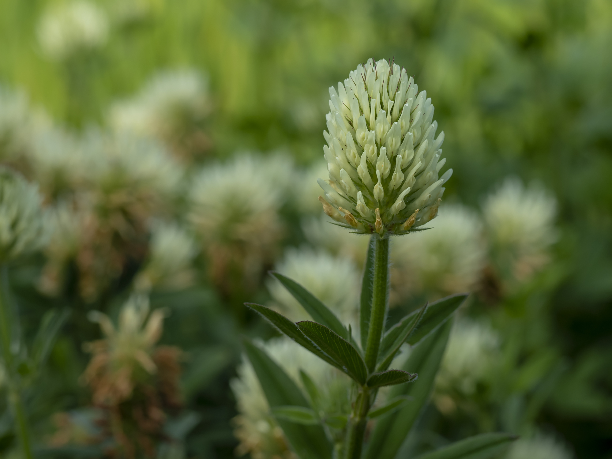 White flower