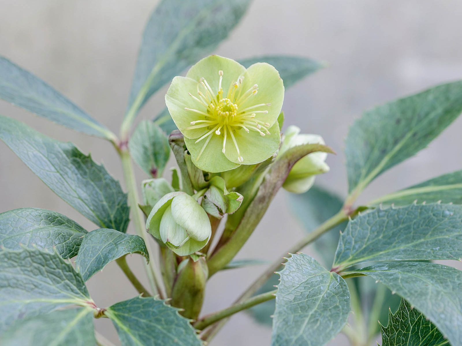 Helleborus argutifolius