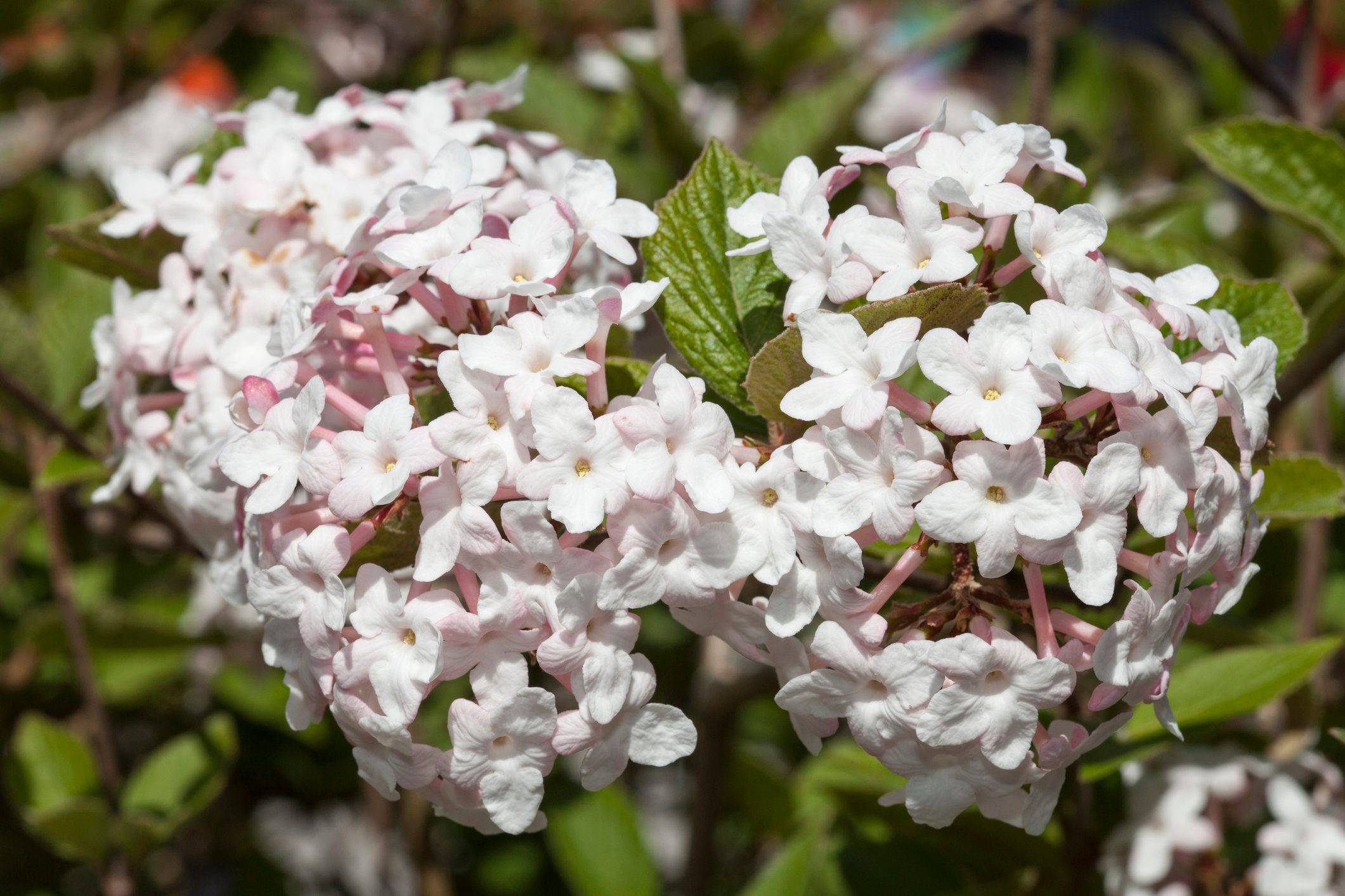 Viburnum carlesii