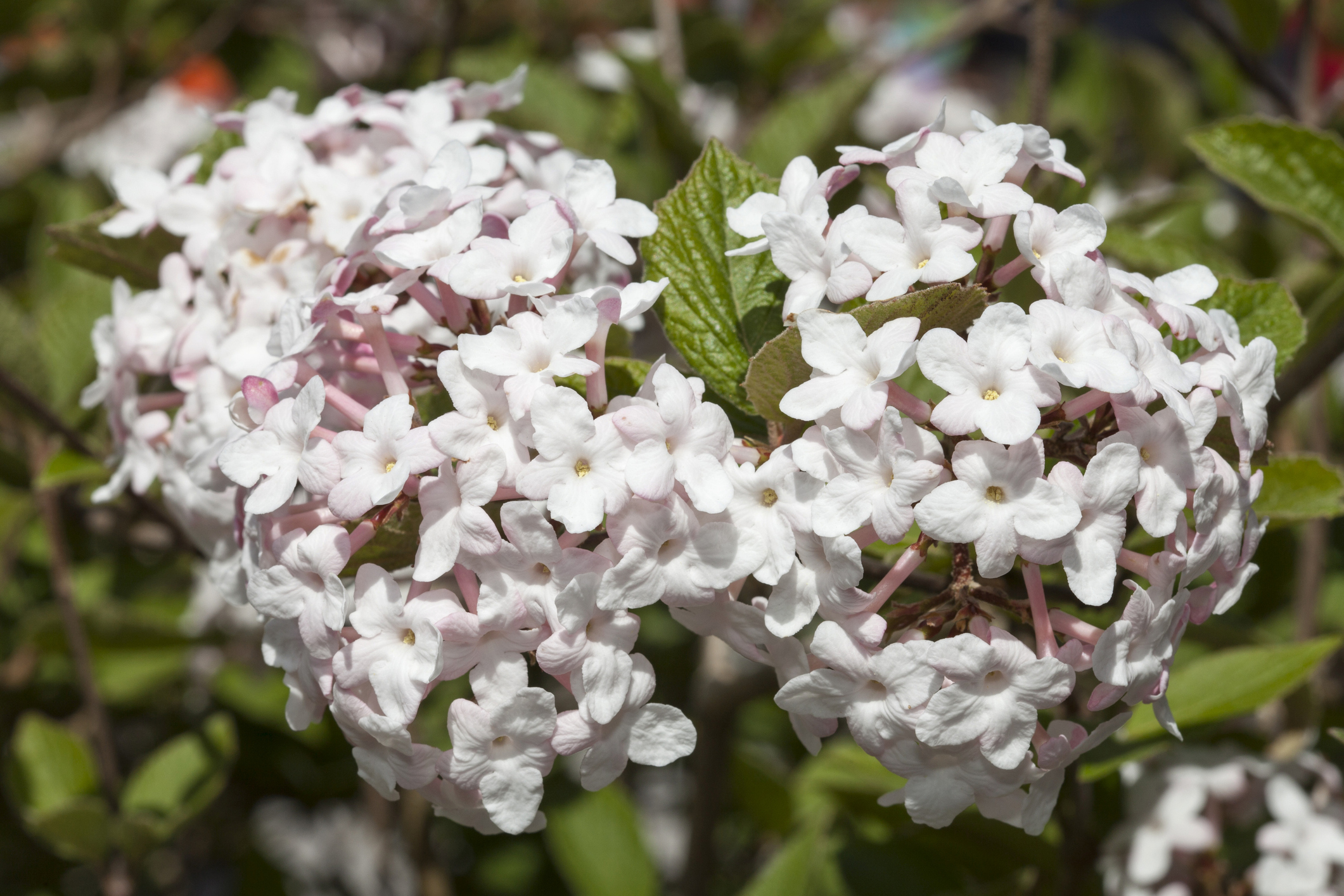 Viburnum carlesii