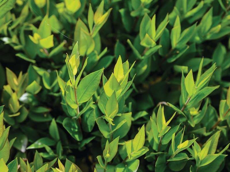 Green shrub 